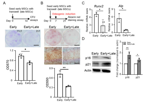 Paracrine Senescence of Mesenchymal Stromal Cells Involves