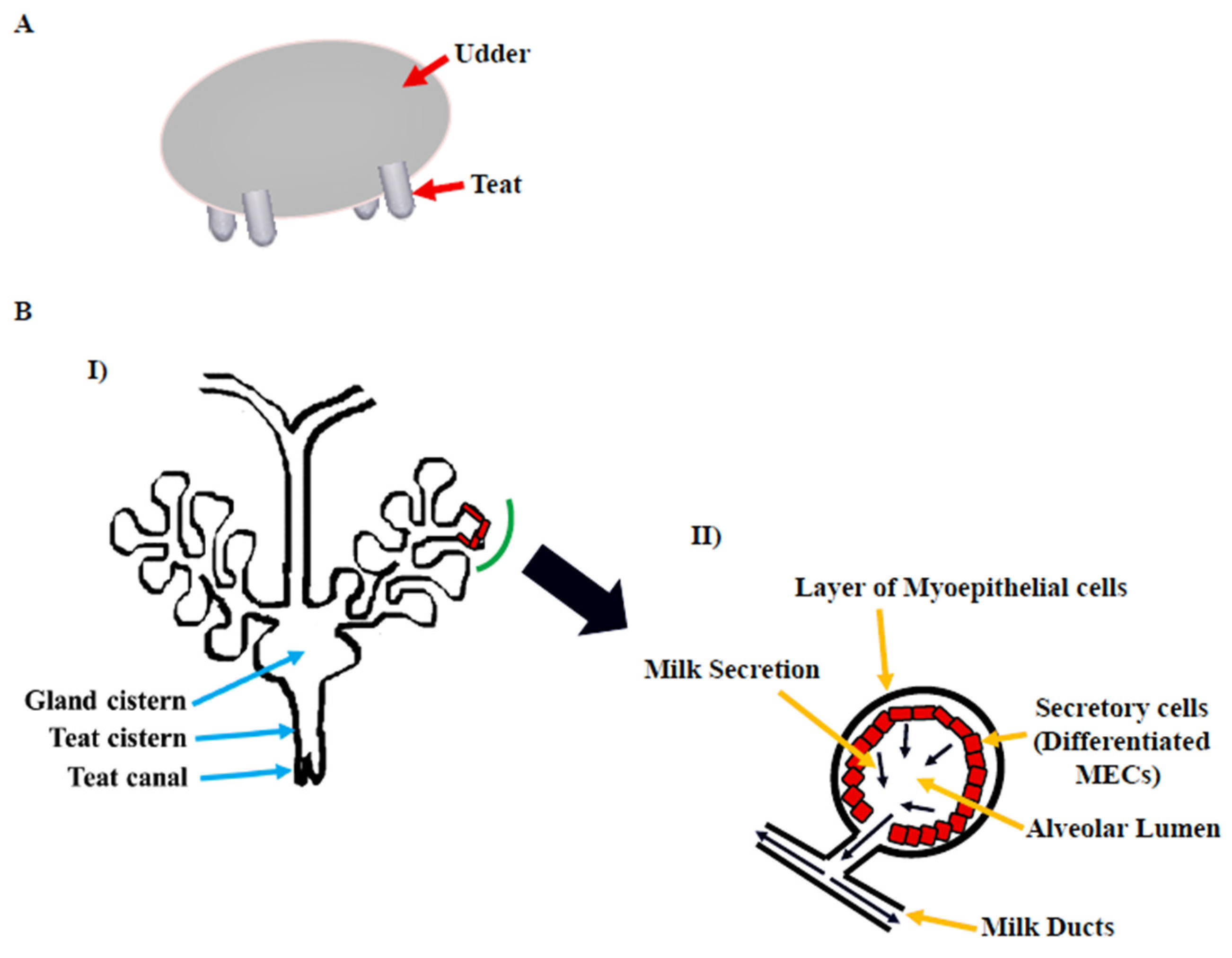 Cells | Free Full-Text | Critical Review on Physiological and Molecular Features during Bovine Mammary Gland Development: Recent Advances Cells | Free Full-Text | Critical Review on Physiological and Molecular Features during Bovine Mammary Gland Development: Recent Advances