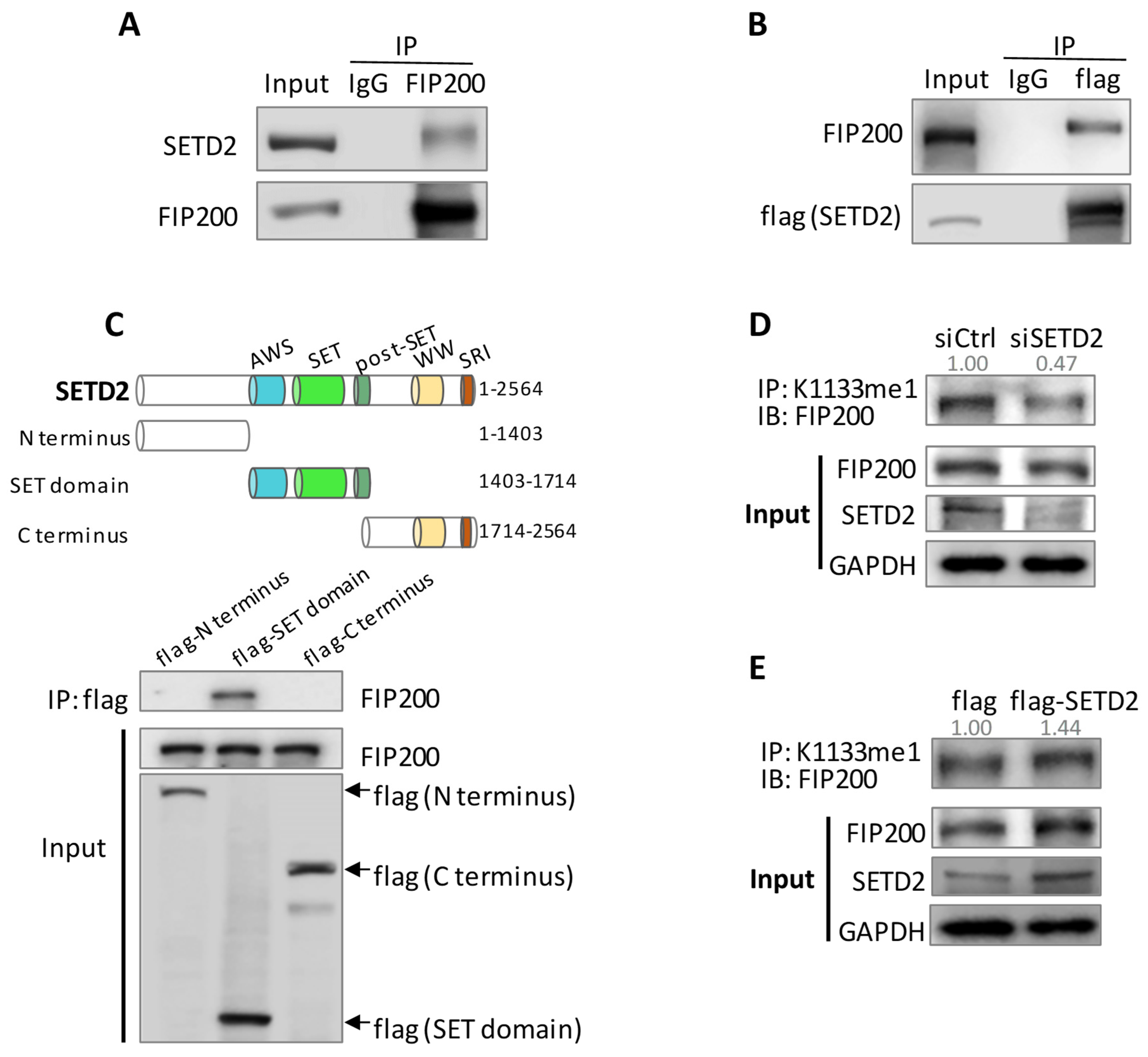 Cells 11 03333 g002 Cells 11 03333 g002