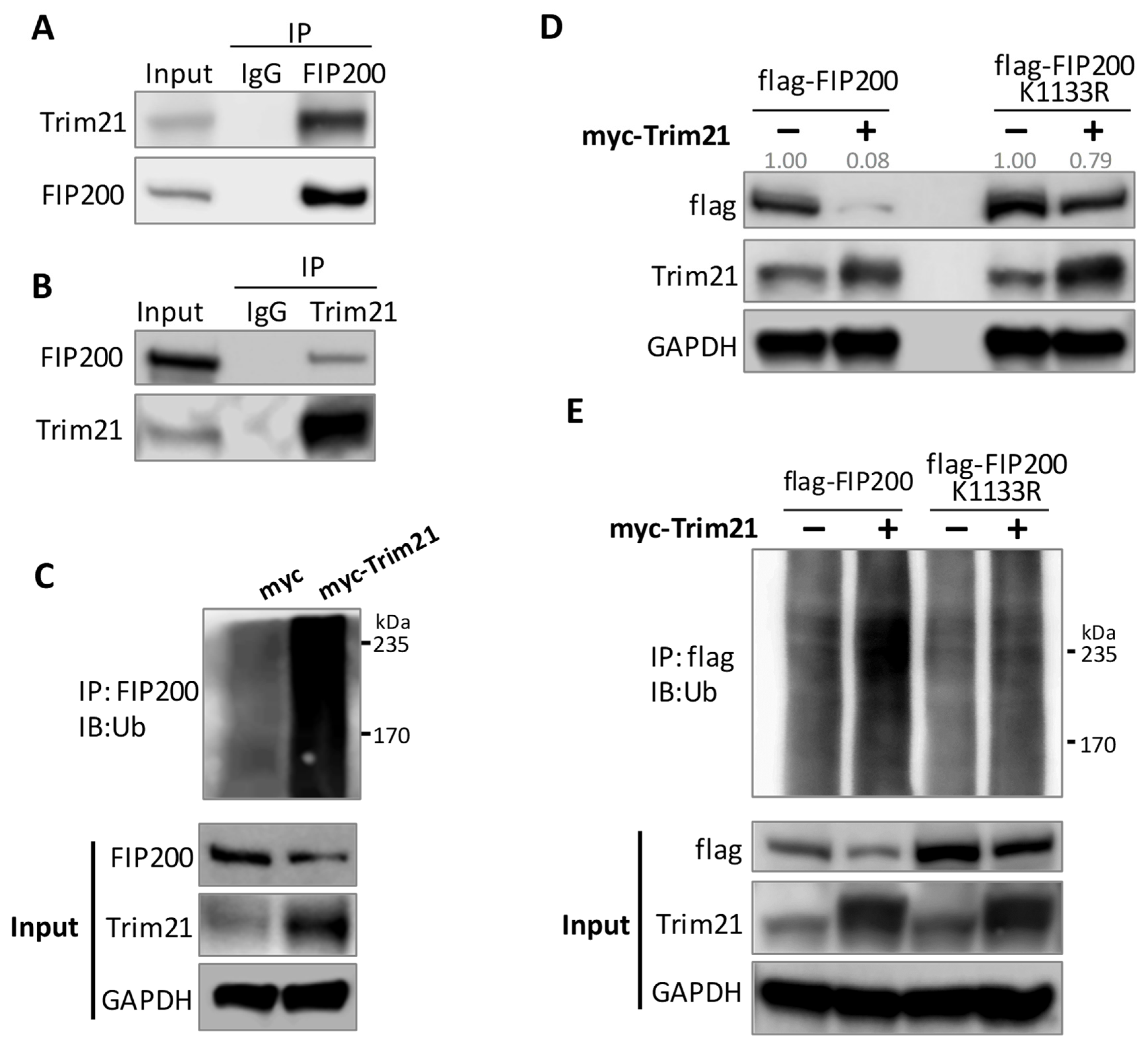 Cells 11 03333 g005 Cells 11 03333 g005