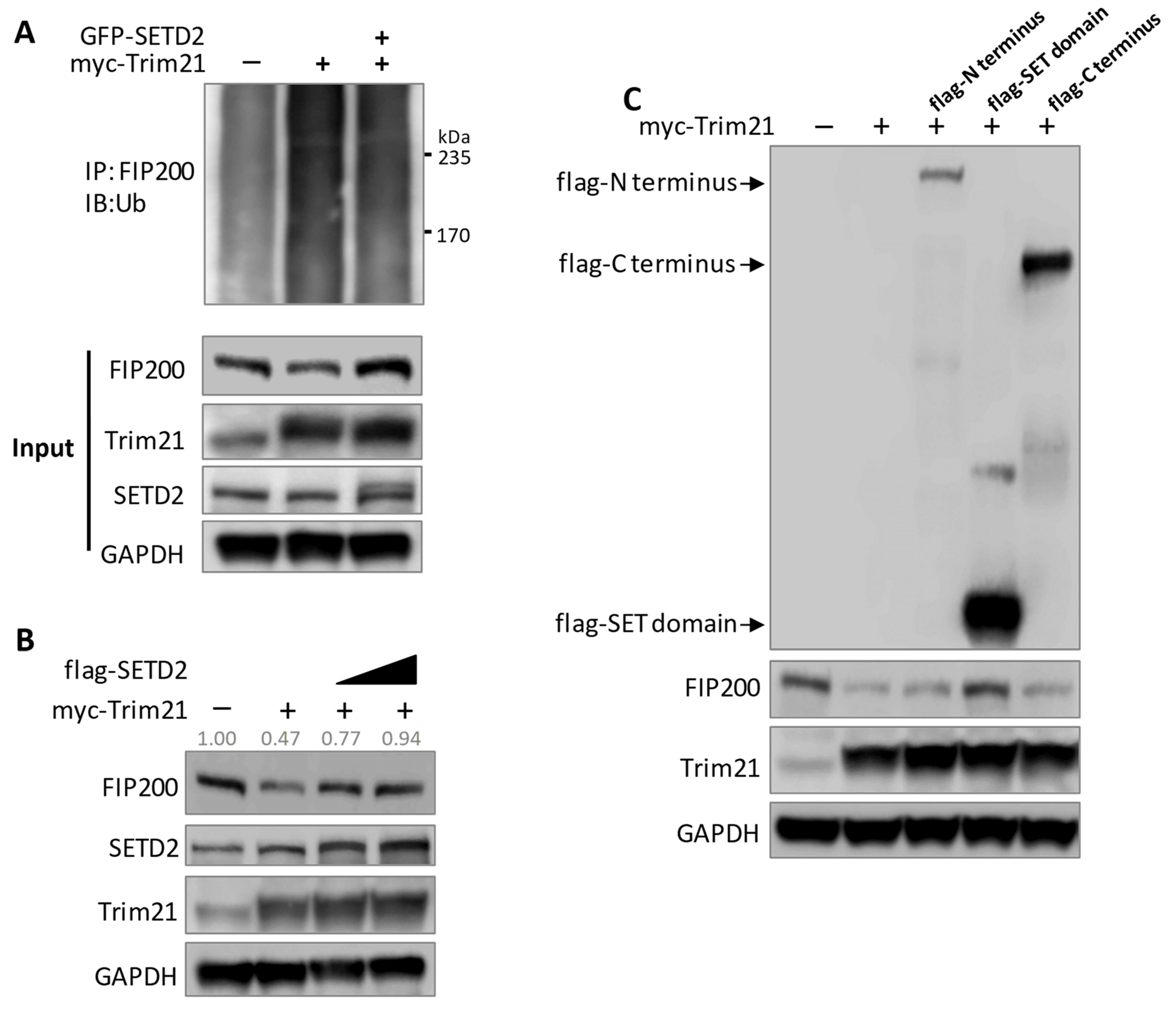 Cells 11 03333 g006 Cells 11 03333 g006