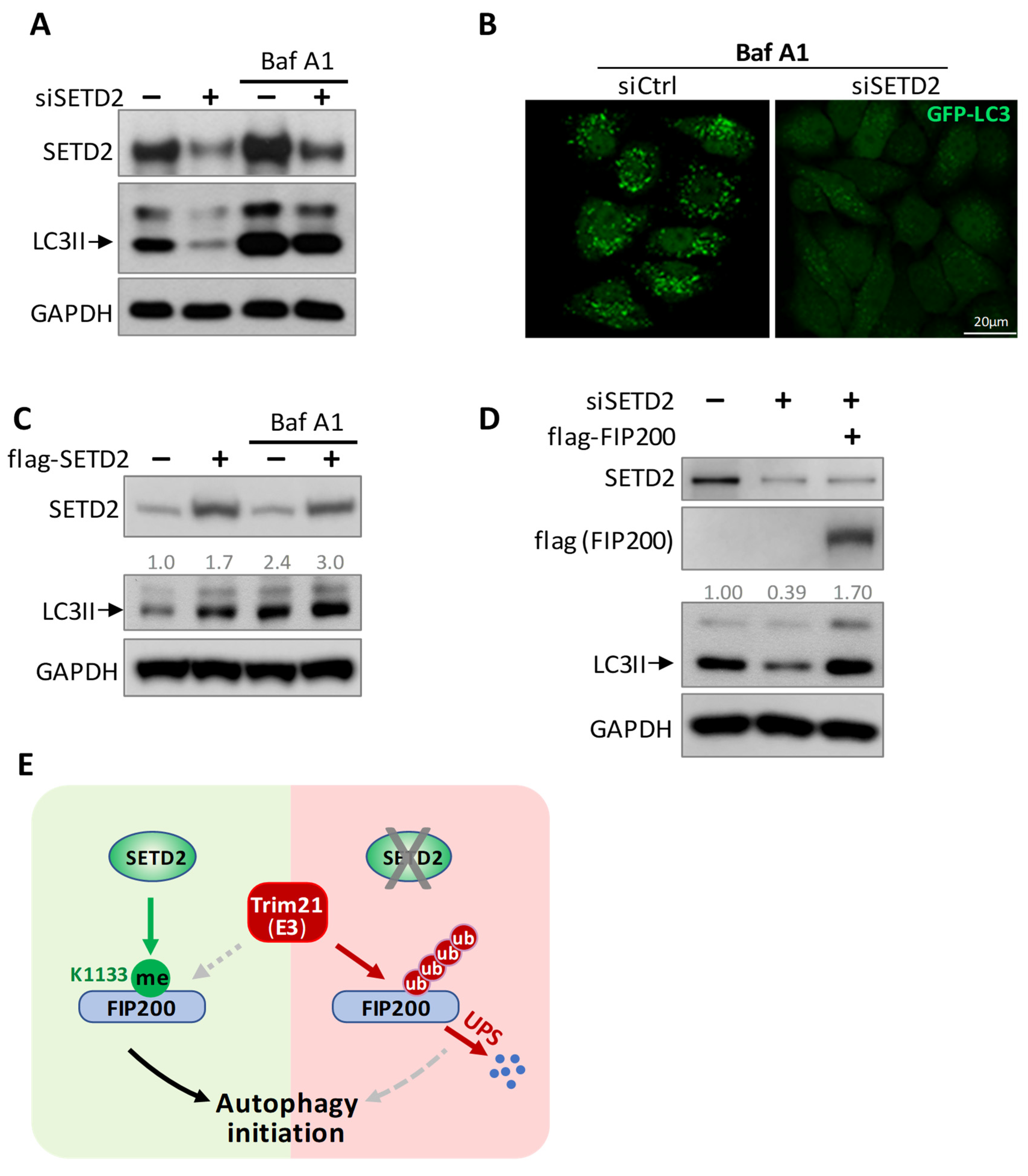 Cells 11 03333 g007 Cells 11 03333 g007