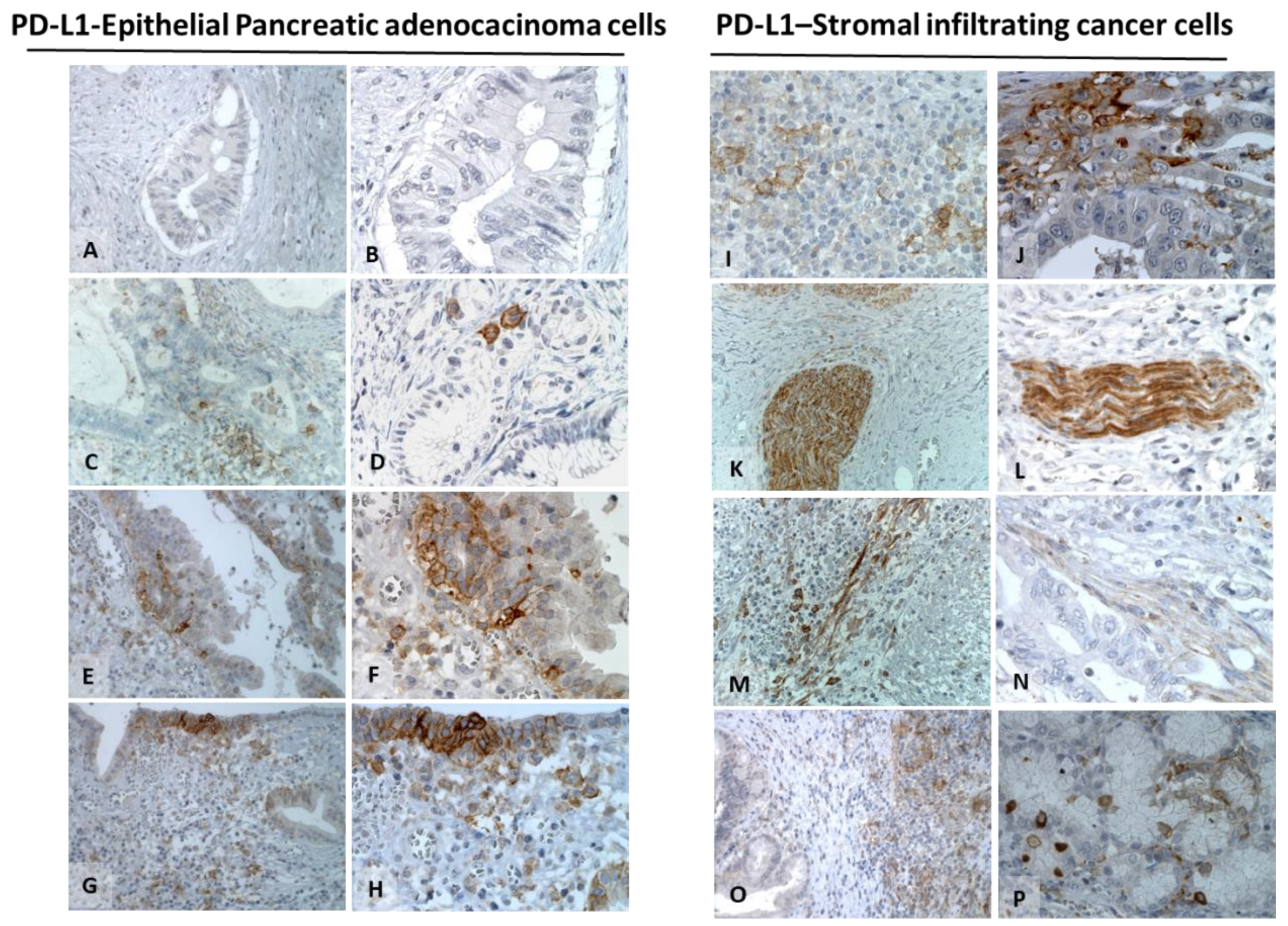 Cells 11 03340 g004 Cells 11 03340 g004
