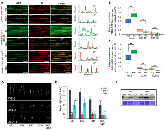 BRI1 and BAK1 Canonical Distribution in Plasma Membrane Is
