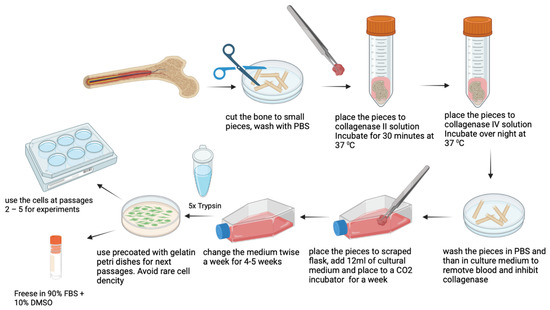 Cells | Free Full-Text | Isolation Of Human Osteoblast Cells.