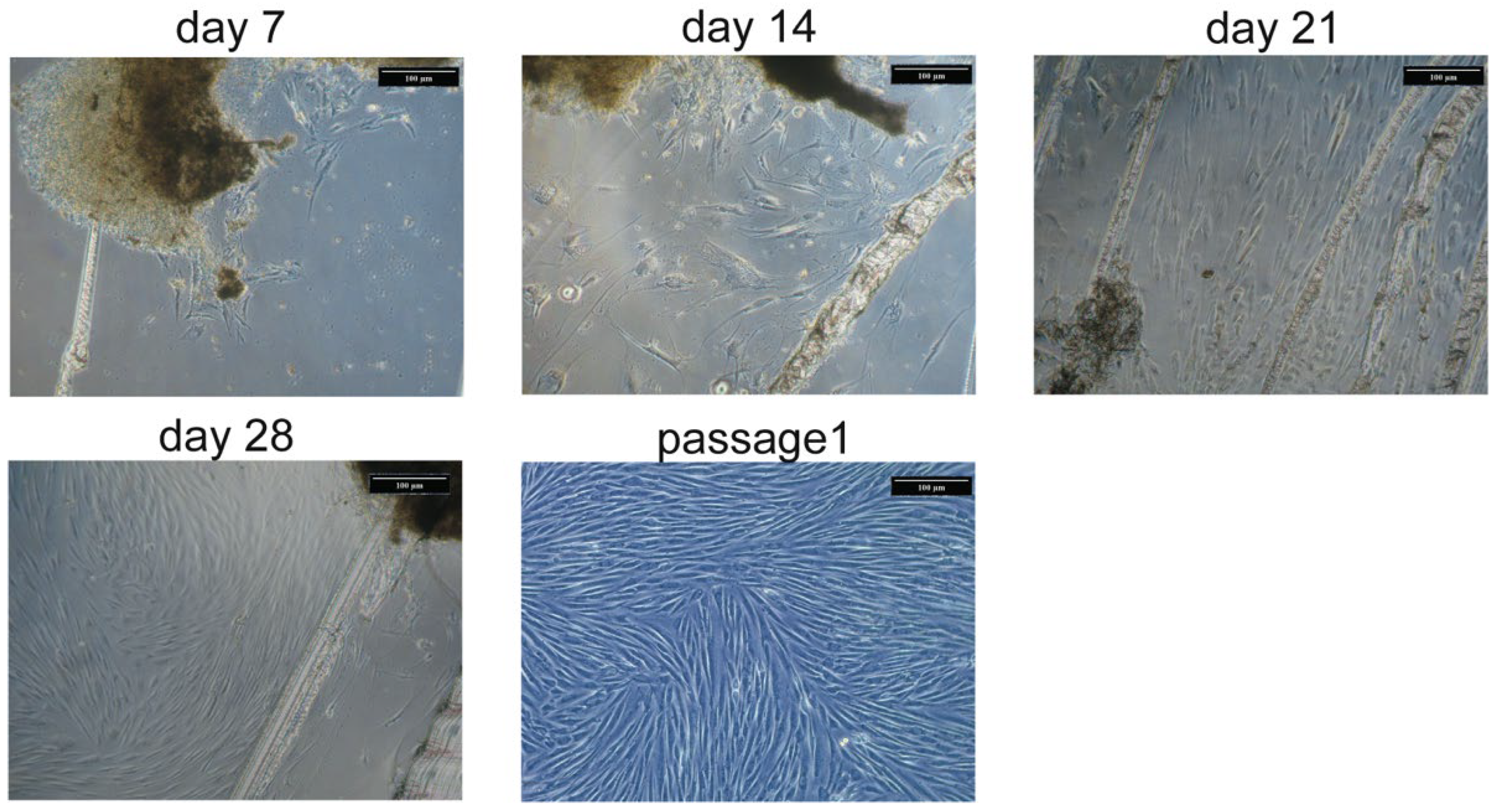 Cells 11 03356 g002 Cells 11 03356 g002