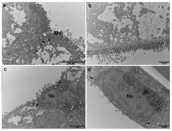 Towards the Standardization of Intestinal In Vitro Advanced Barrier ...