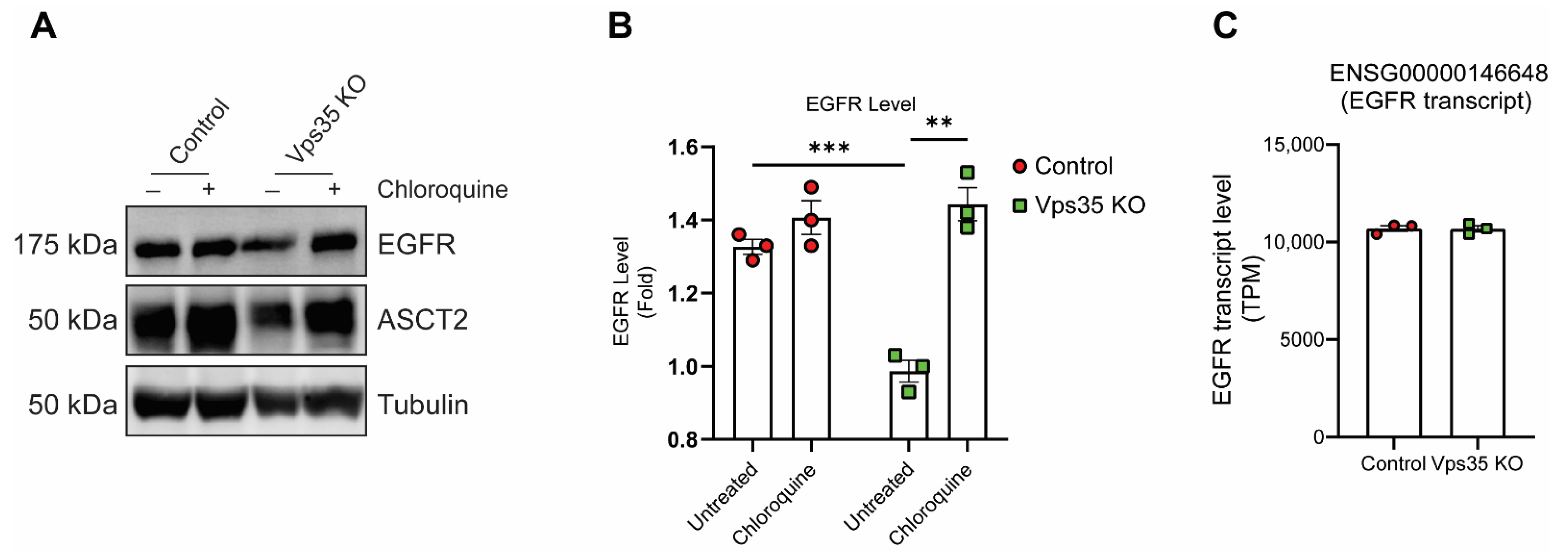Cmp14 Egfr Results - lhh4267