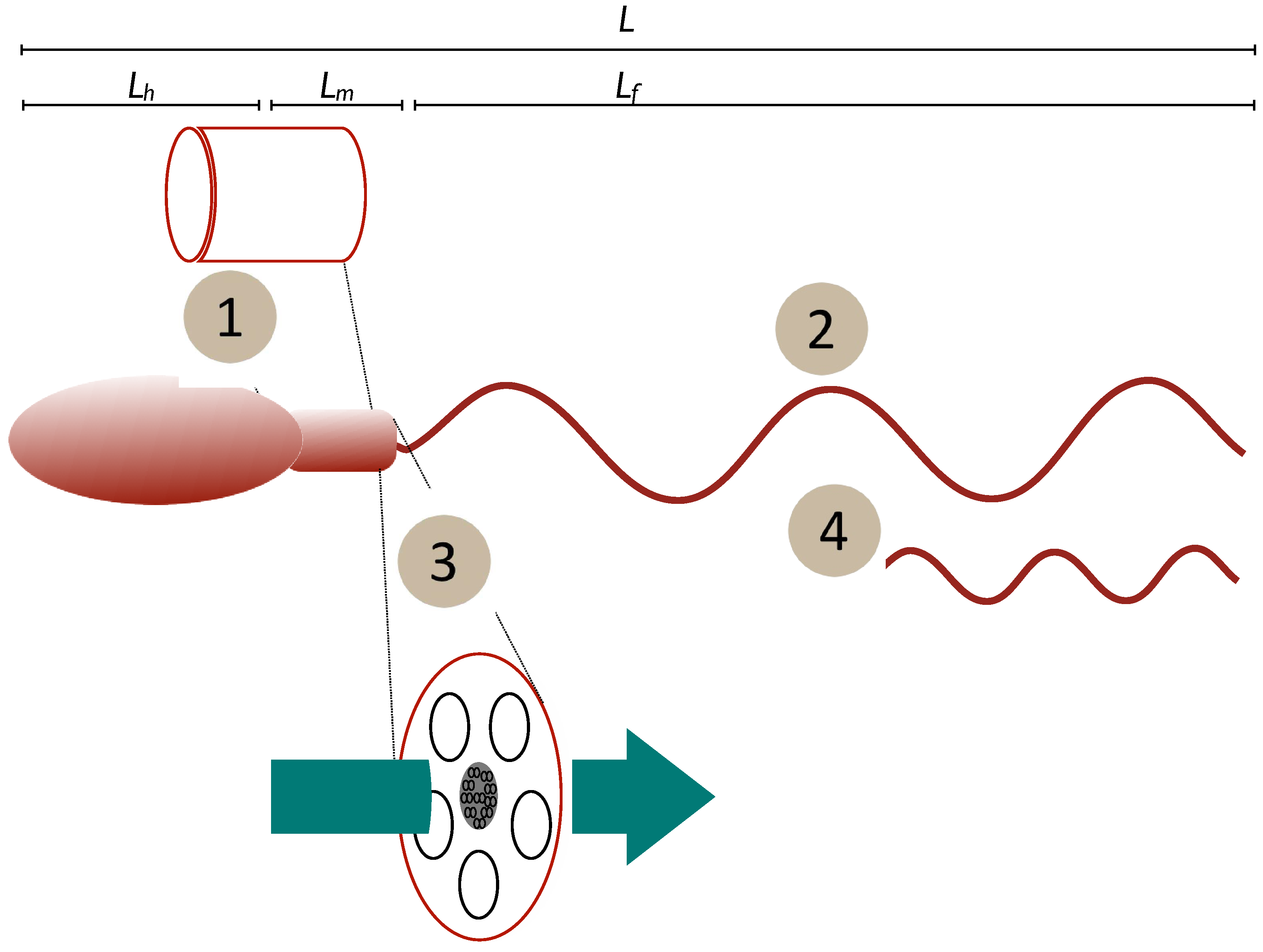 Sperm tween Biophysical Determinants and Constraints on Sperm Swimming Velocity