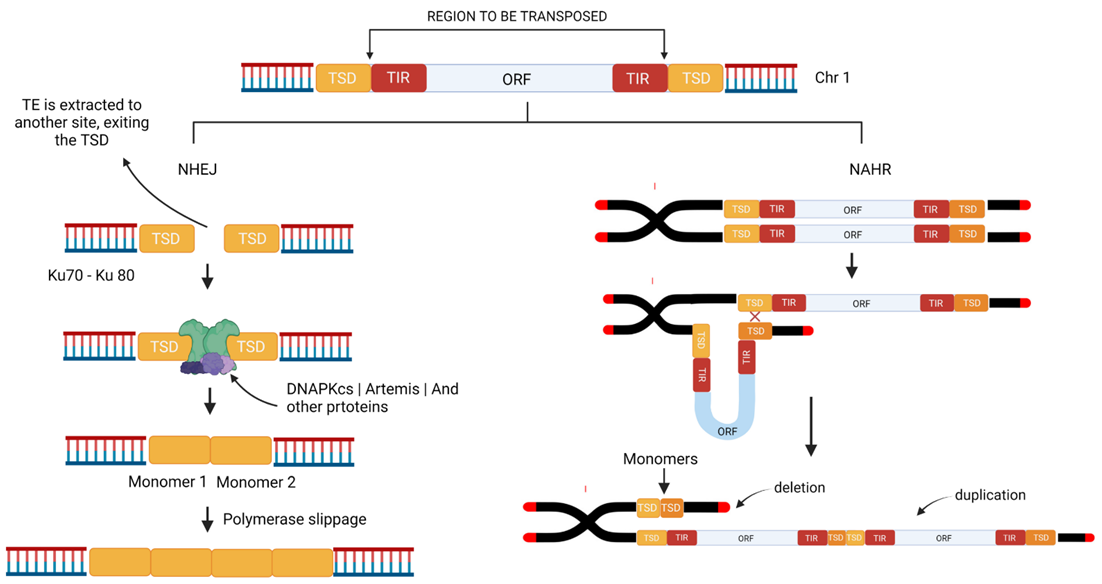 Cells 11 03373 g003 Cells 11 03373 g003