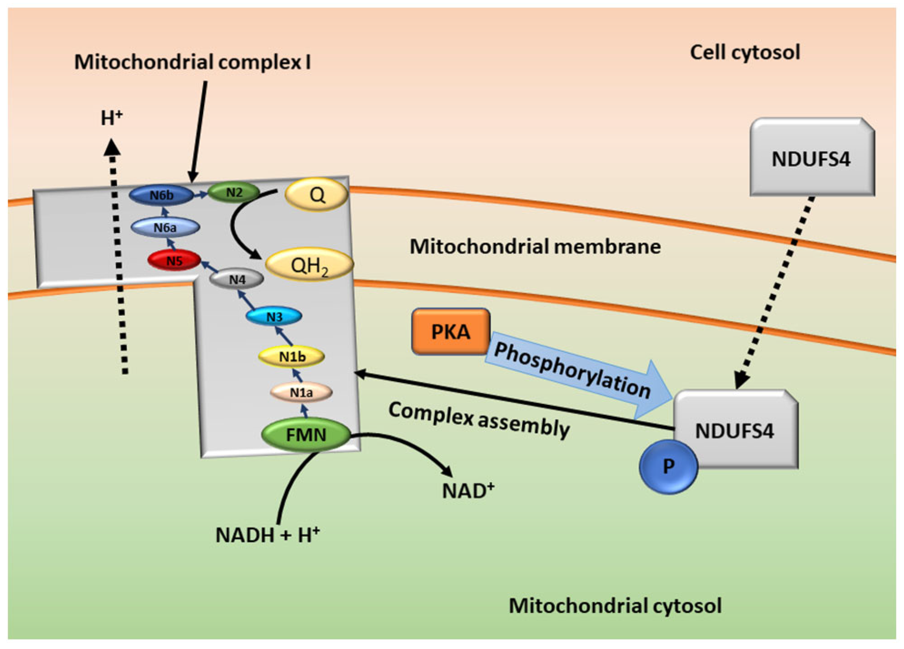 Cells 11 03385 g003 Cells 11 03385 g003