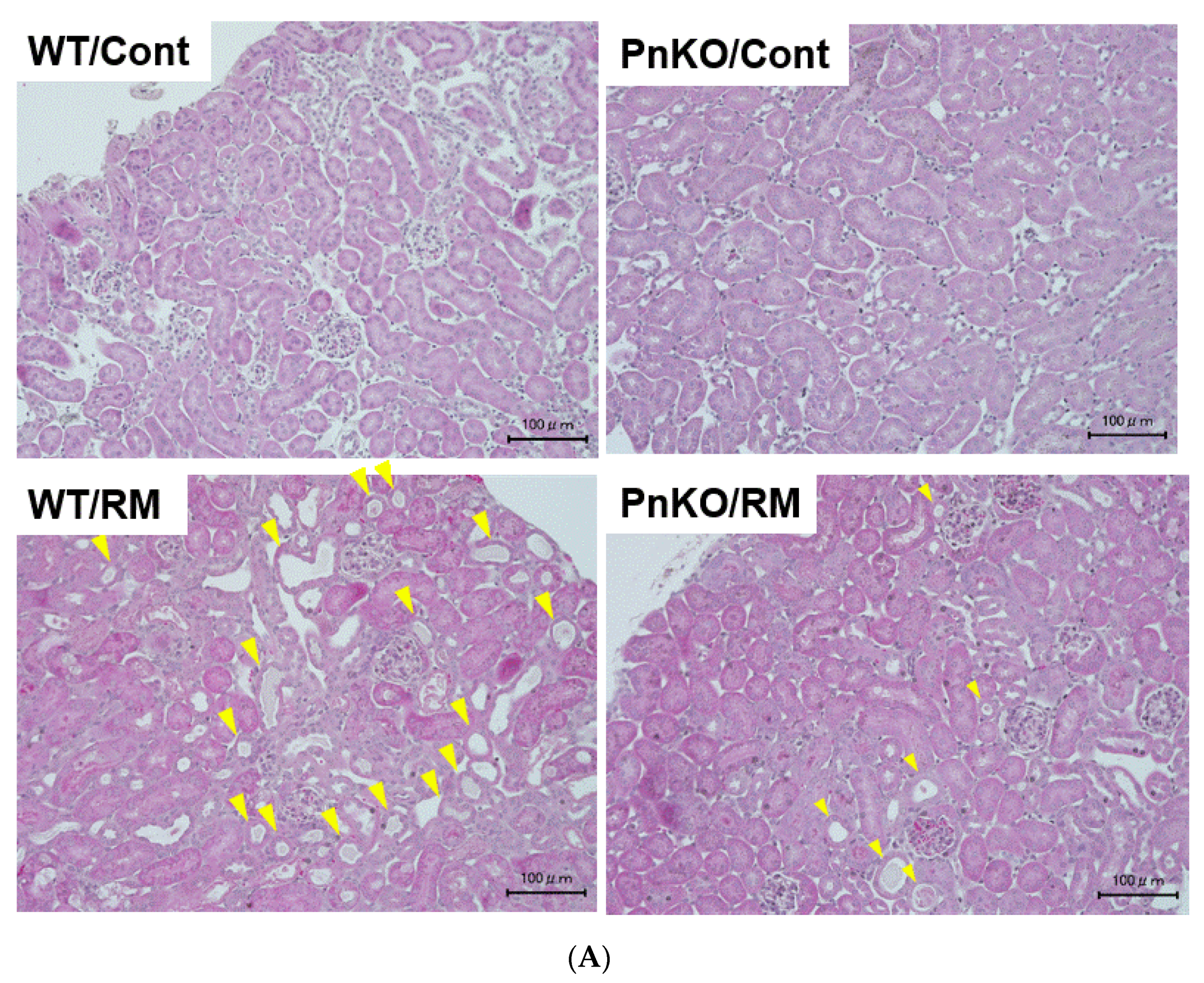 Cells 11 03388 g004a Cells 11 03388 g004a