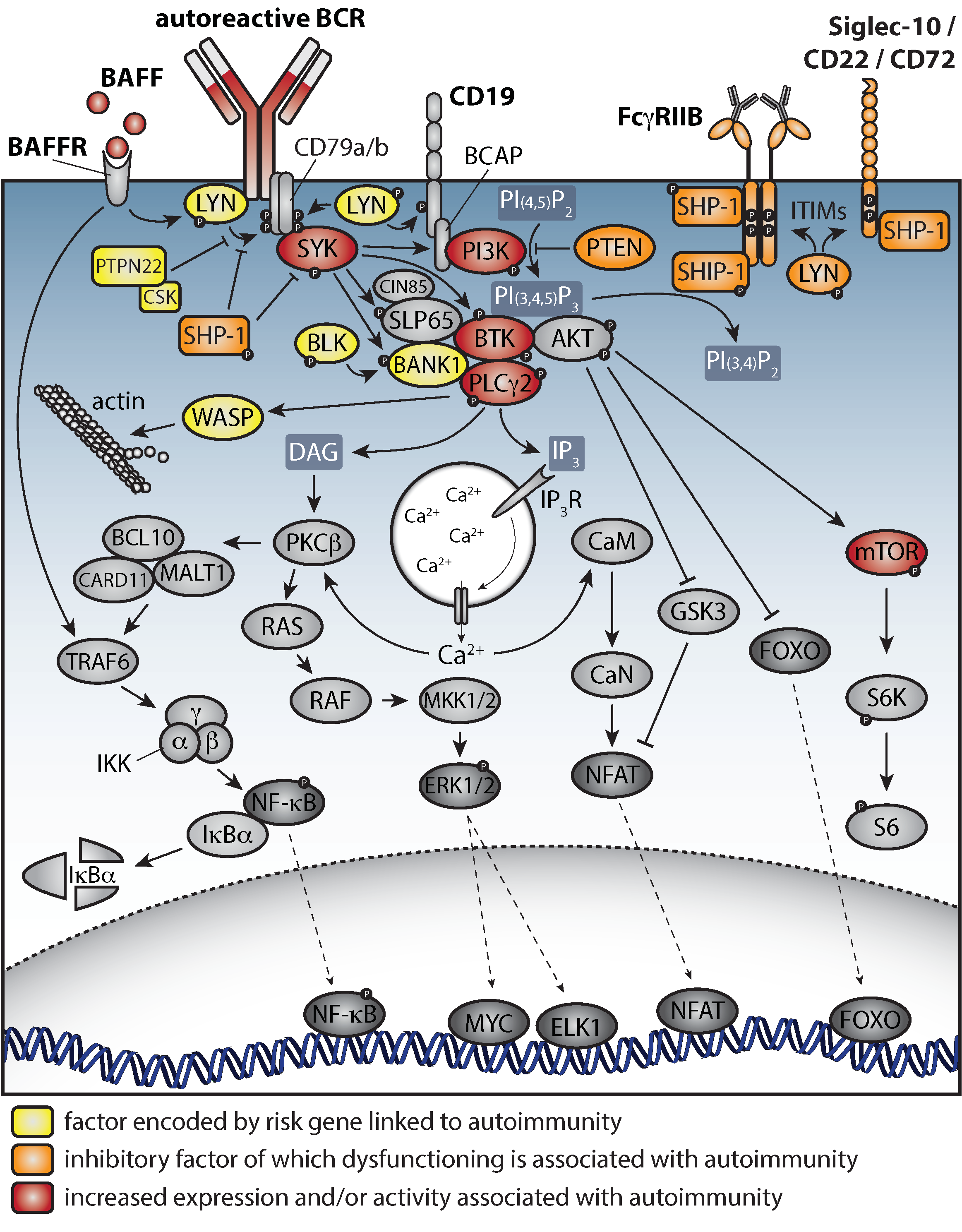 Cells Free FullText Aberrant B Cell Signaling in Autoimmune Diseases
