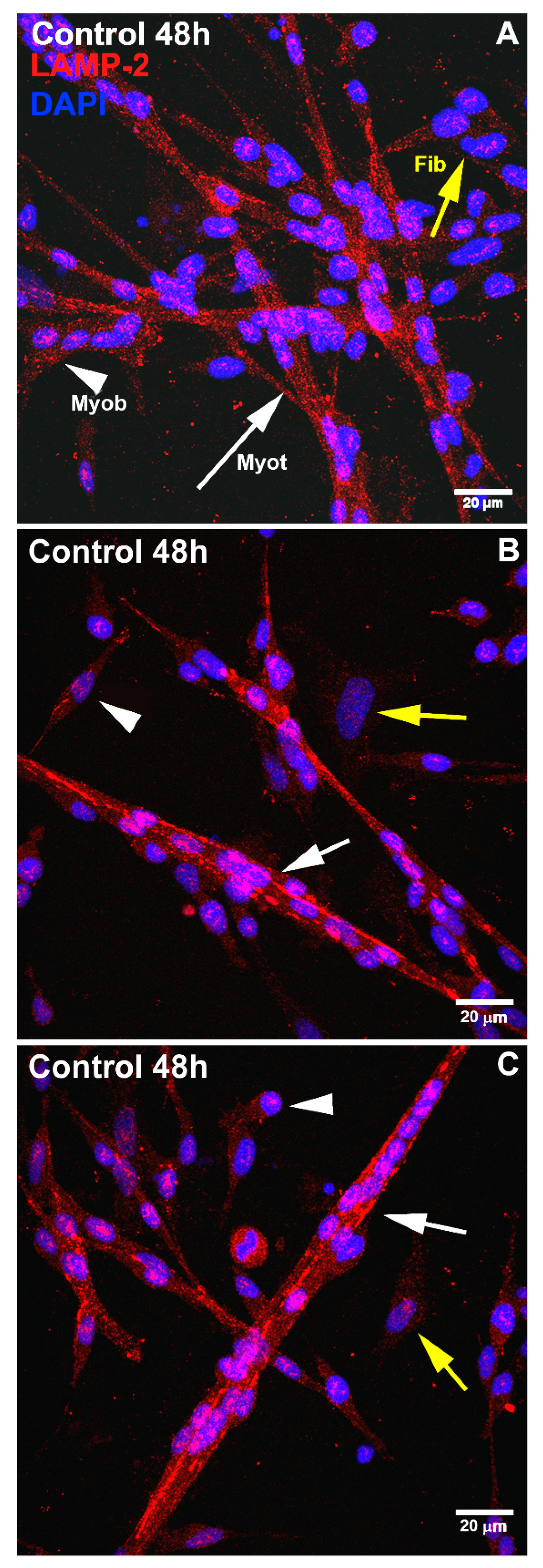 Cells 11 03402 g002 550