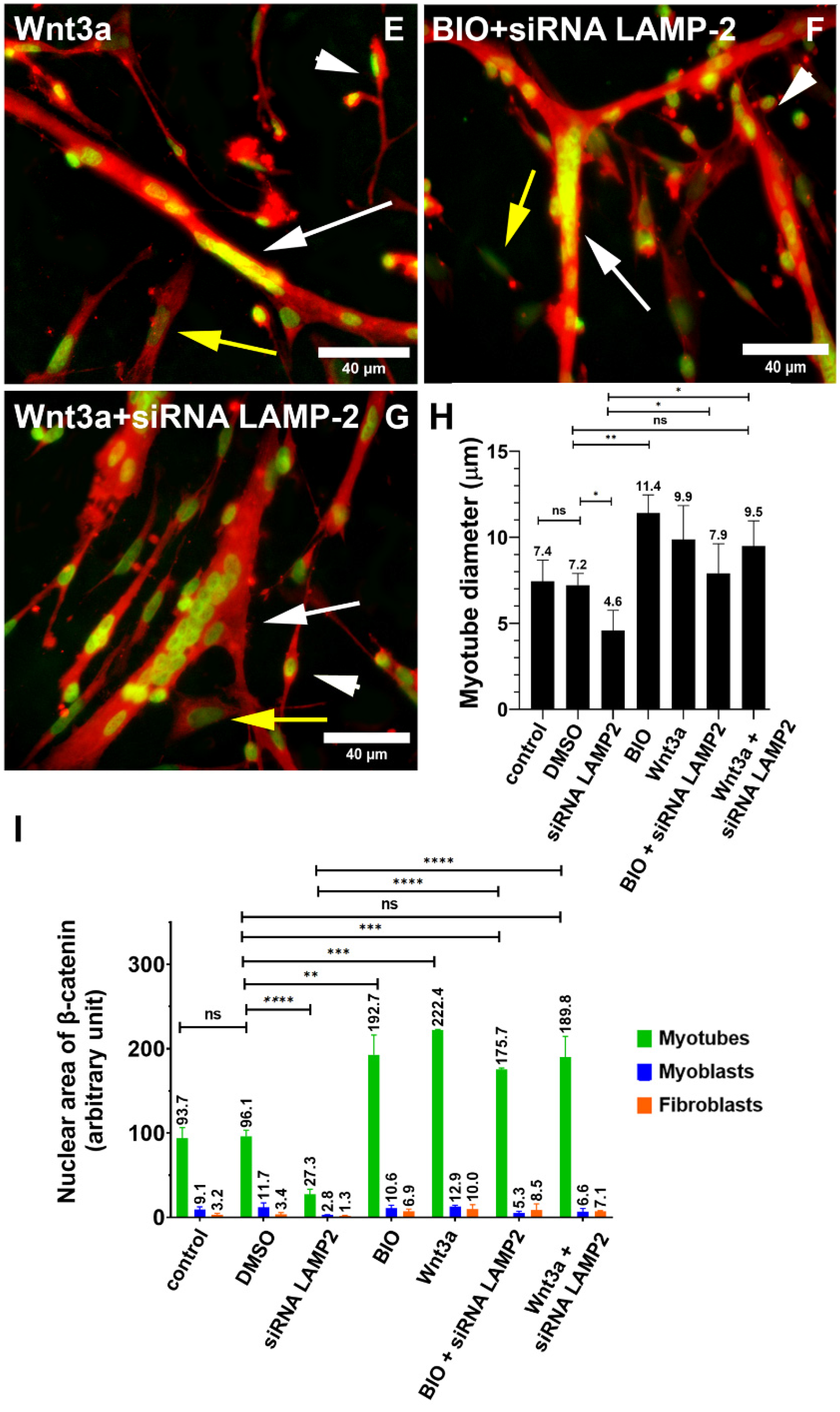 Cells 11 03402 g006b 550