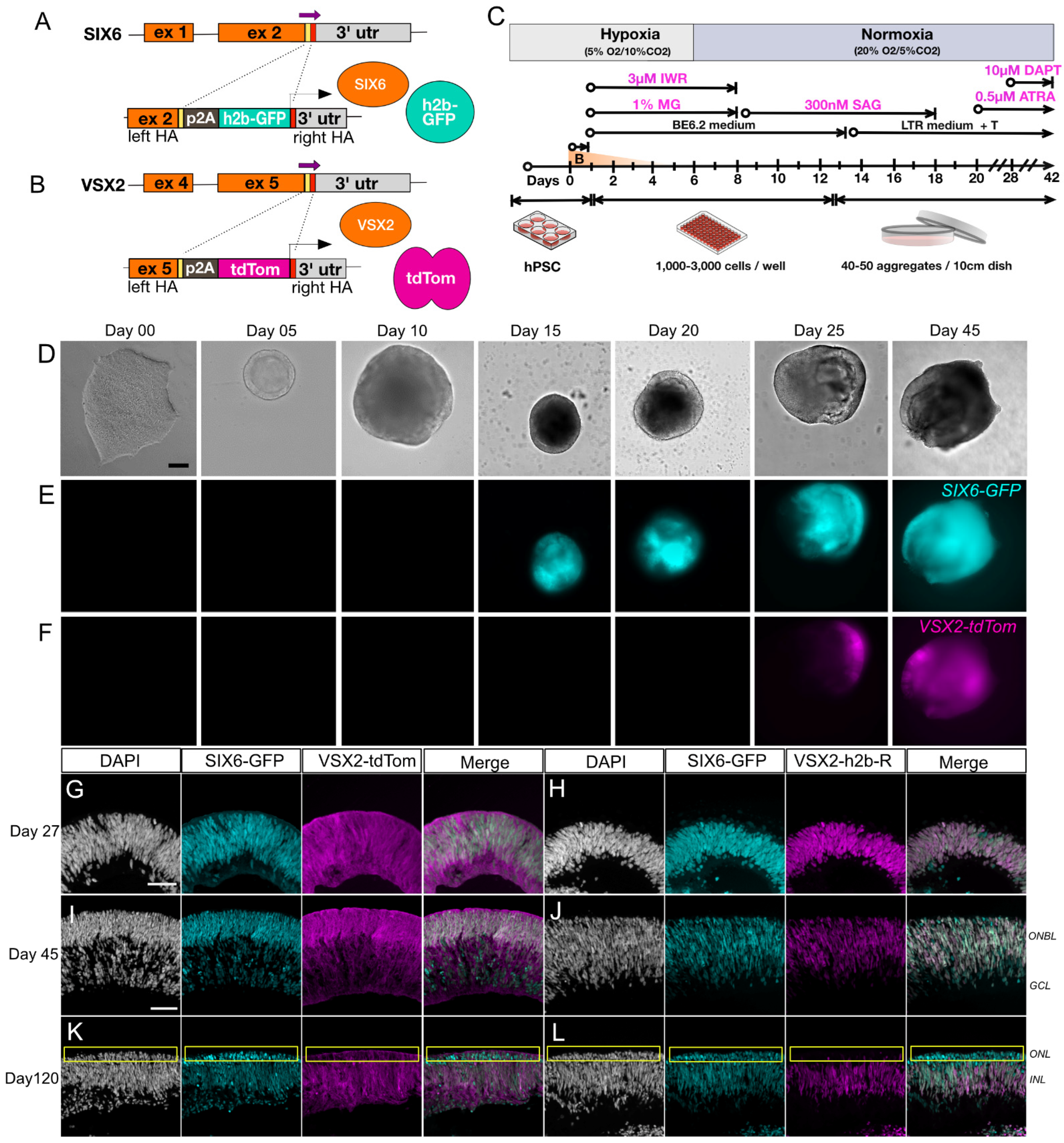 Cells 11 03412 g001 Cells 11 03412 g001