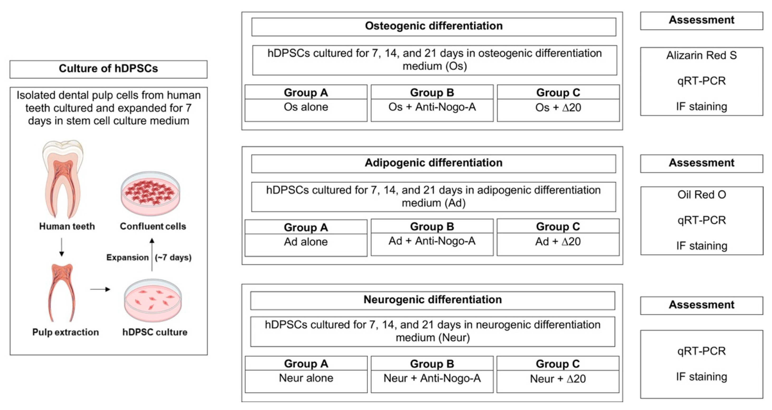 Cells 11 03415 g001 Cells 11 03415 g001
