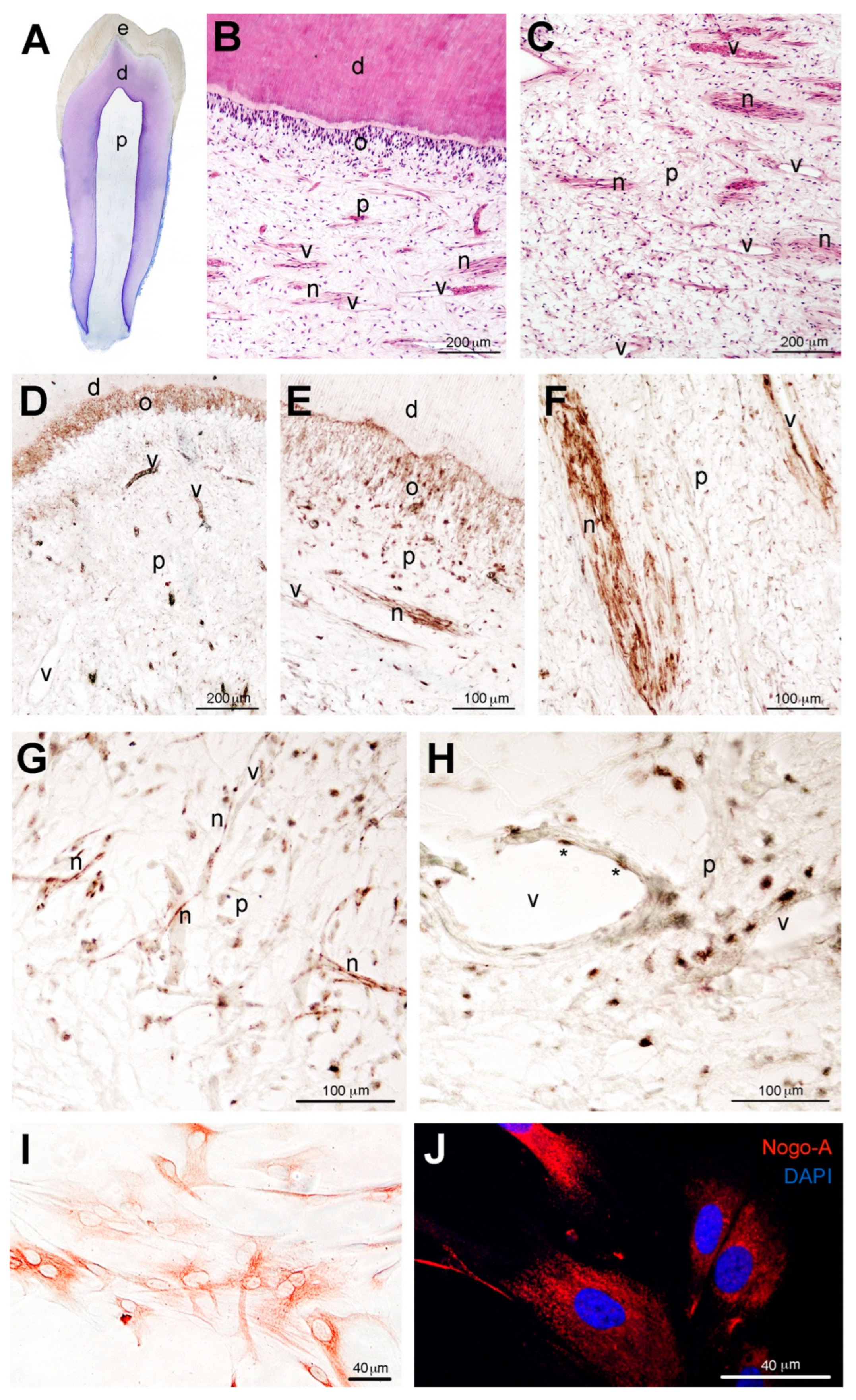 Cells 11 03415 g002 Cells 11 03415 g002