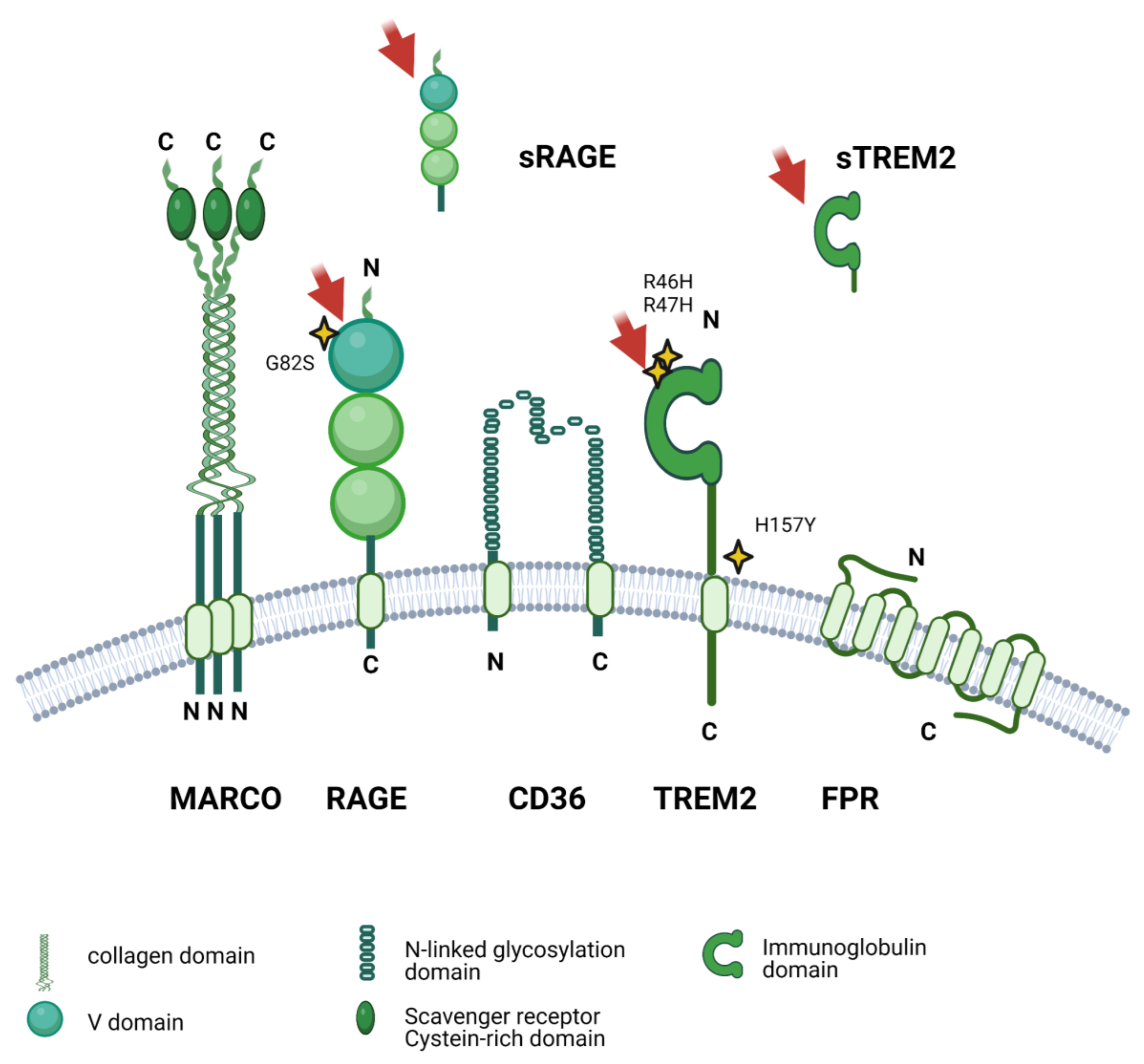 The Hidden Role of Non-Canonical Amyloid β Isoforms in