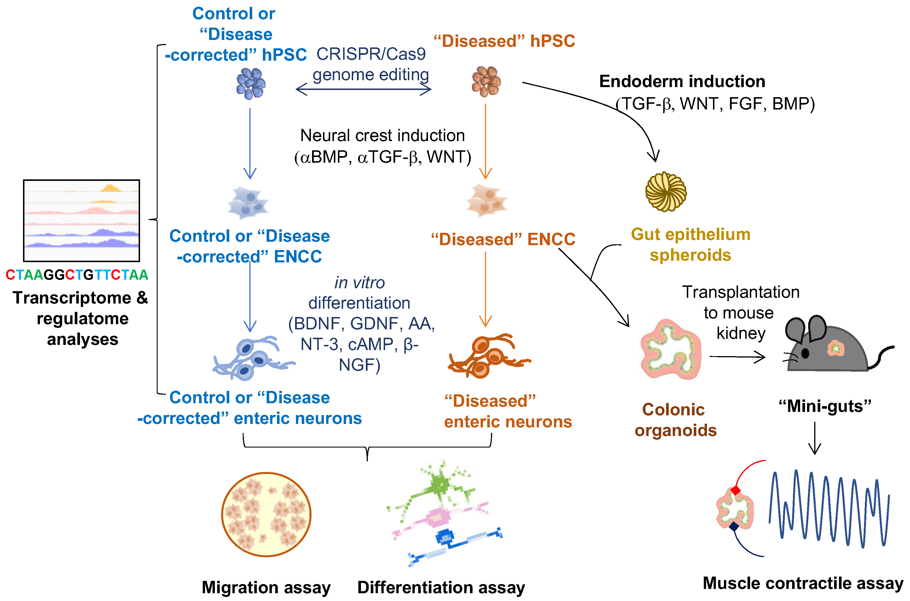 Cells 11 03428 g002 Cells 11 03428 g002