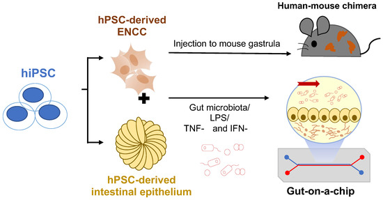 Human Pluripotent Stem Cell-Based Models for Hirschsprung