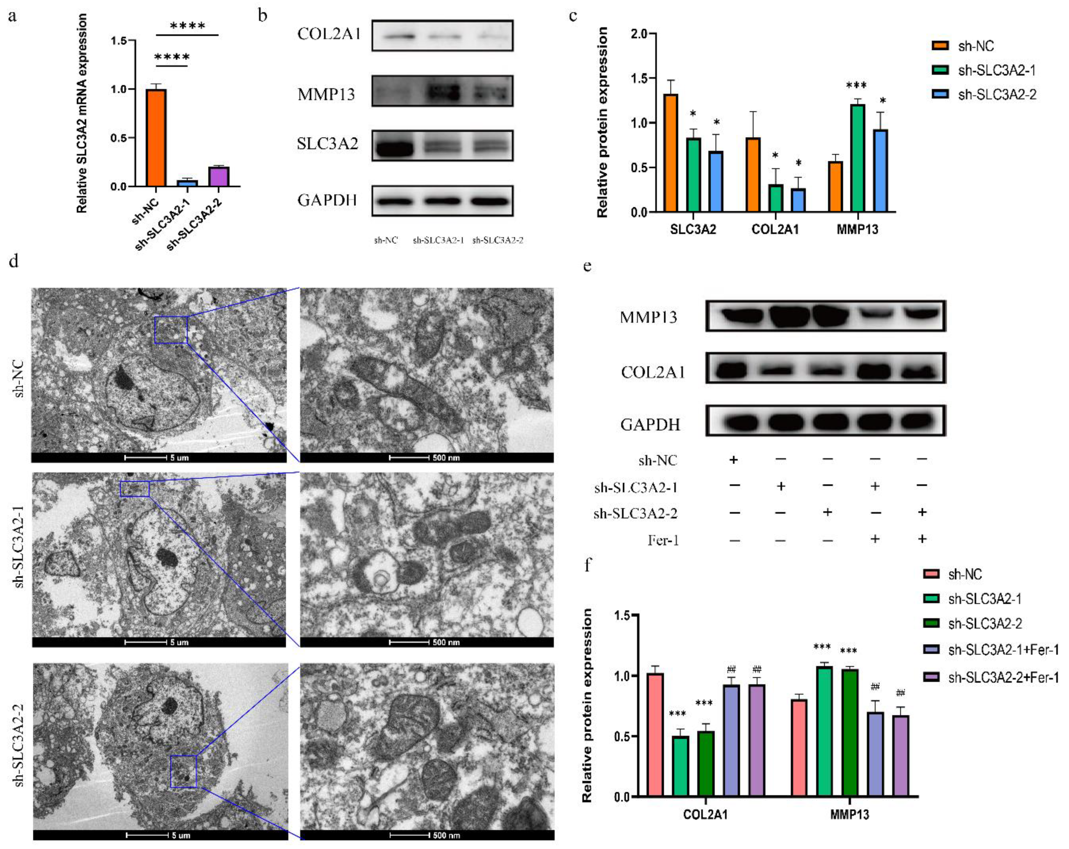 Cells 11 03430 g007 Cells 11 03430 g007