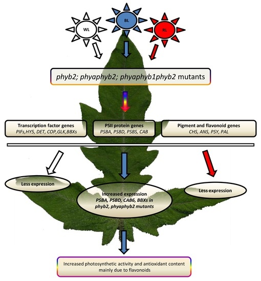 Cells Free FullText Effect of Phytochrome Deficiency on