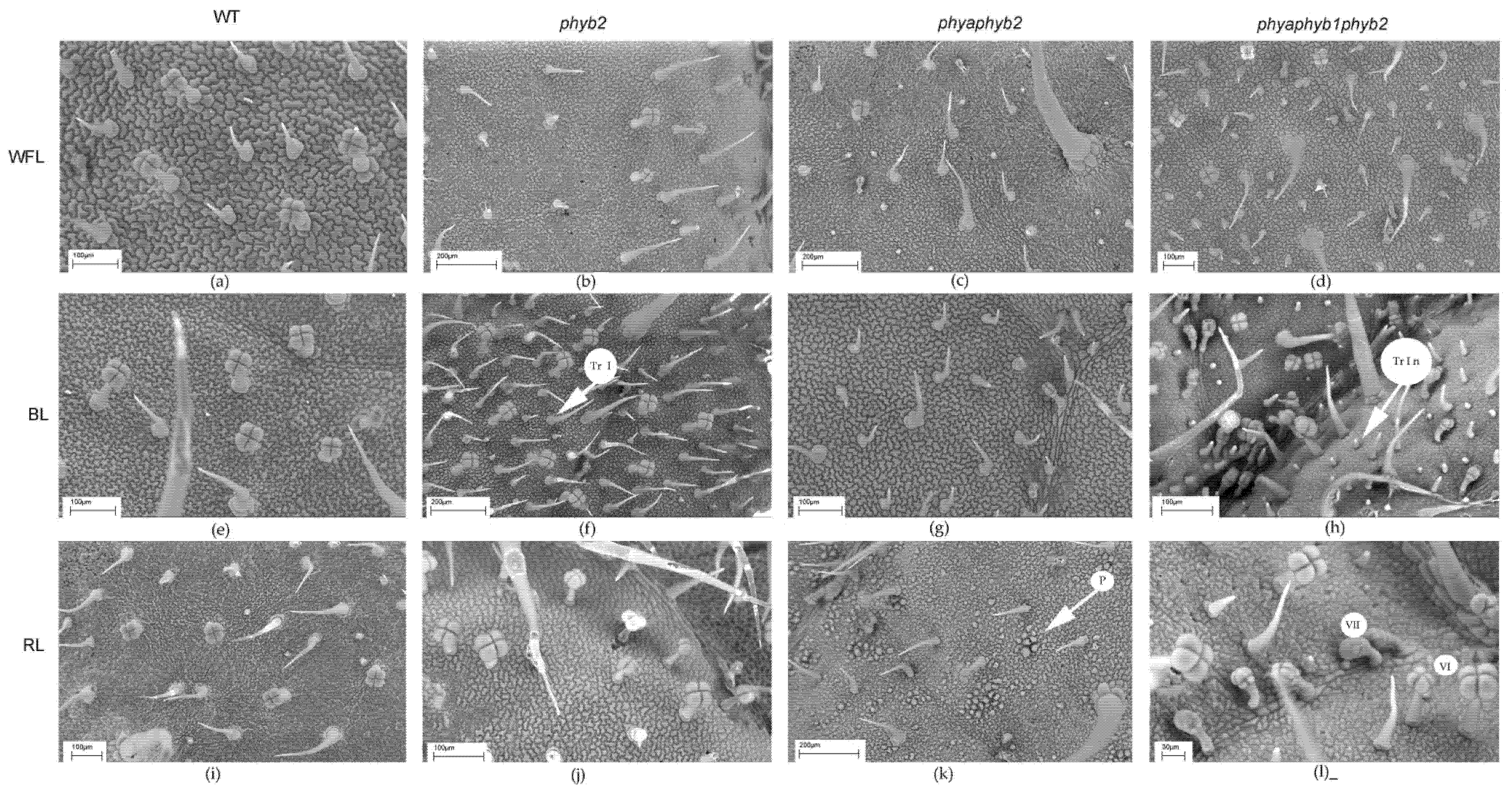 Cells 11 03437 g004 Cells 11 03437 g004
