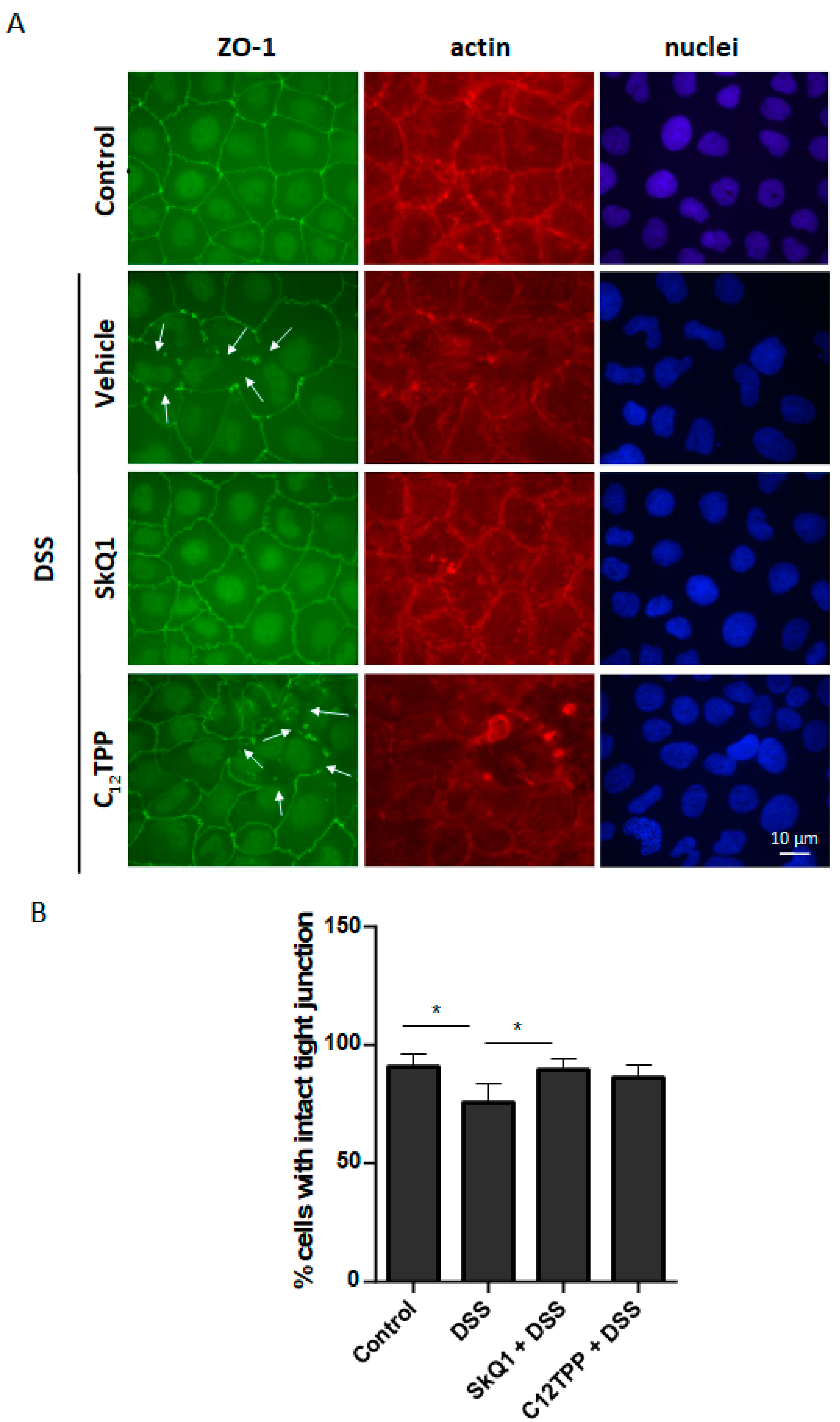 Cells 11 03441 g004 Cells 11 03441 g004