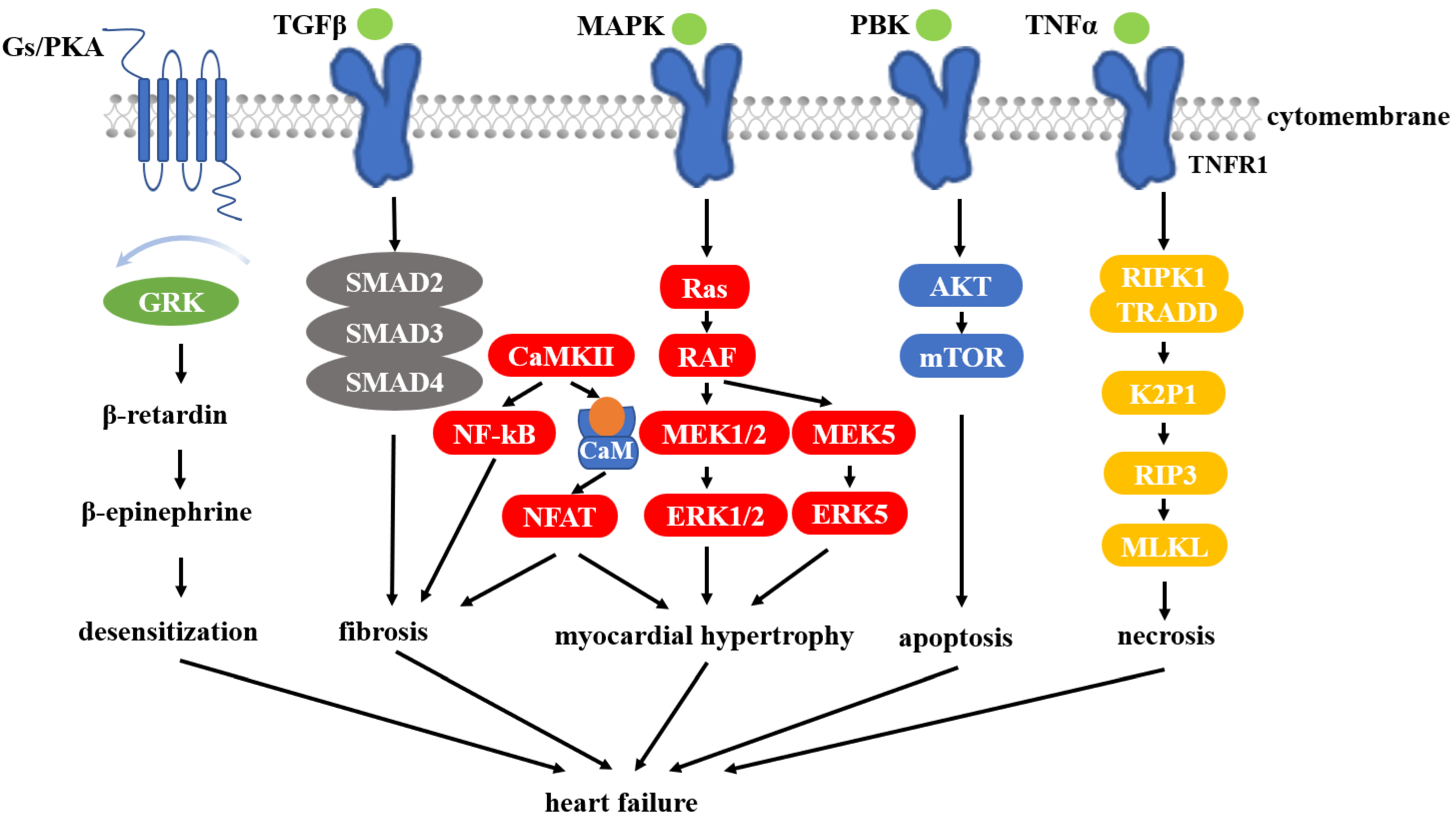 Cells | Free Full-Text | The Role of HSP90 Inhibitors in the 