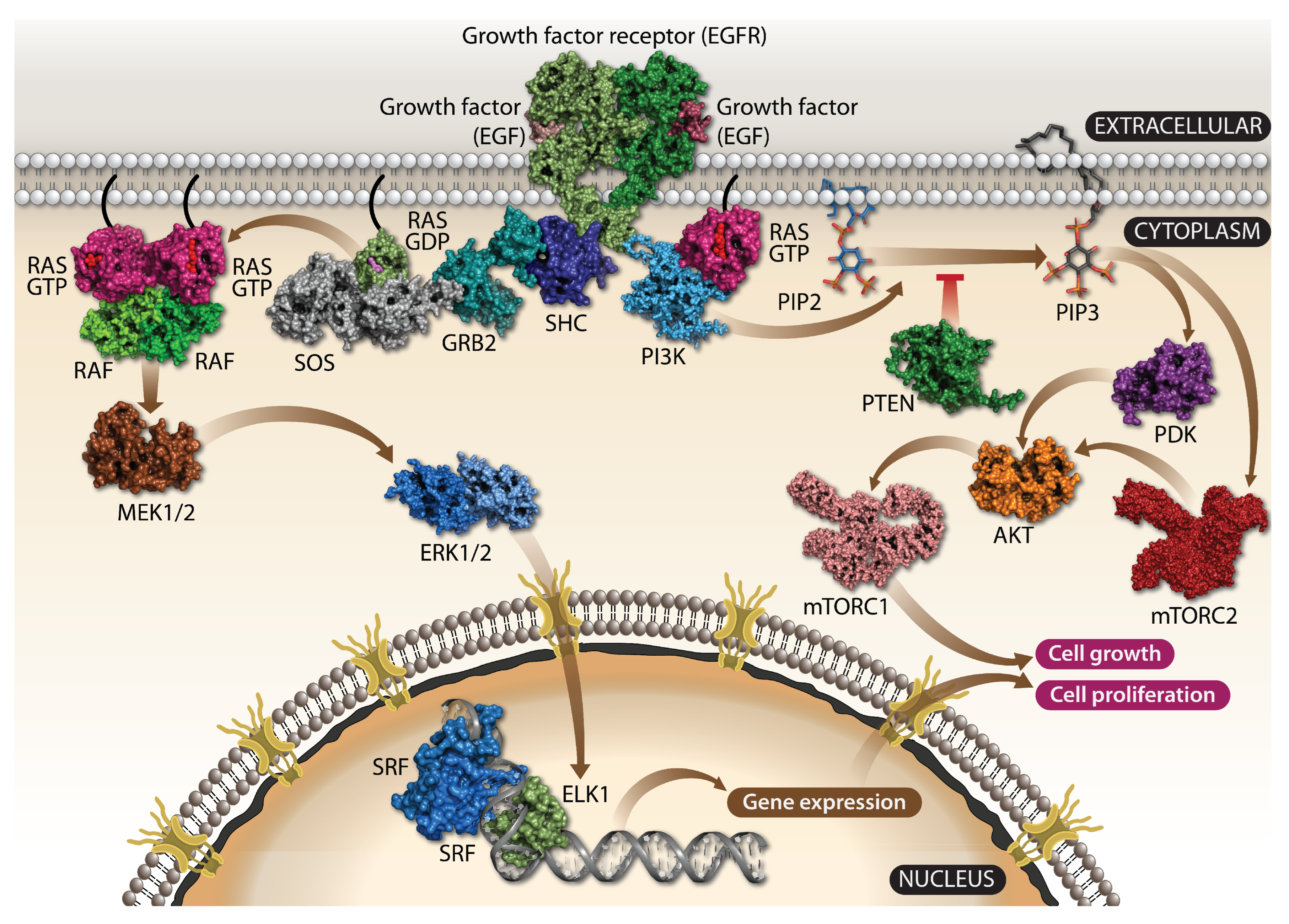 Cells 11 03454 g002 Cells 11 03454 g002