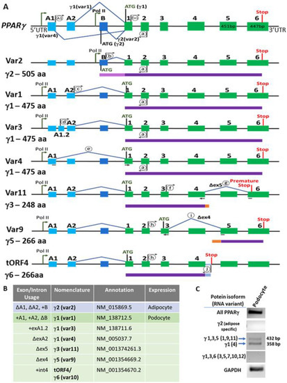 Alternatively Spliced Landscape of PPARγ mRNA in Podocytes Is Distinct ...