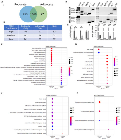 Alternatively Spliced Landscape of PPARγ mRNA in Podocytes Is Distinct ...