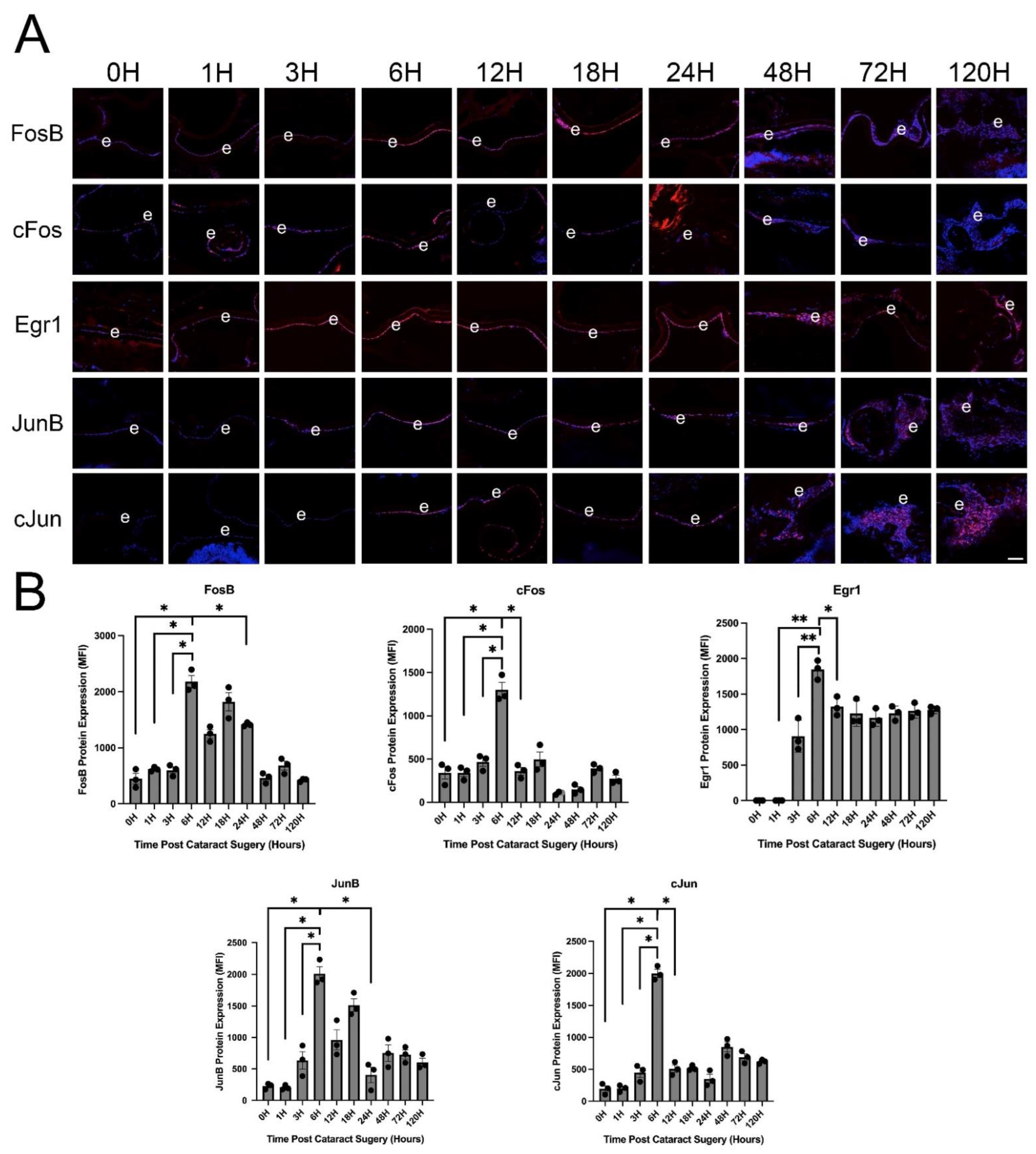 Cells 11 03456 g004 Cells 11 03456 g004