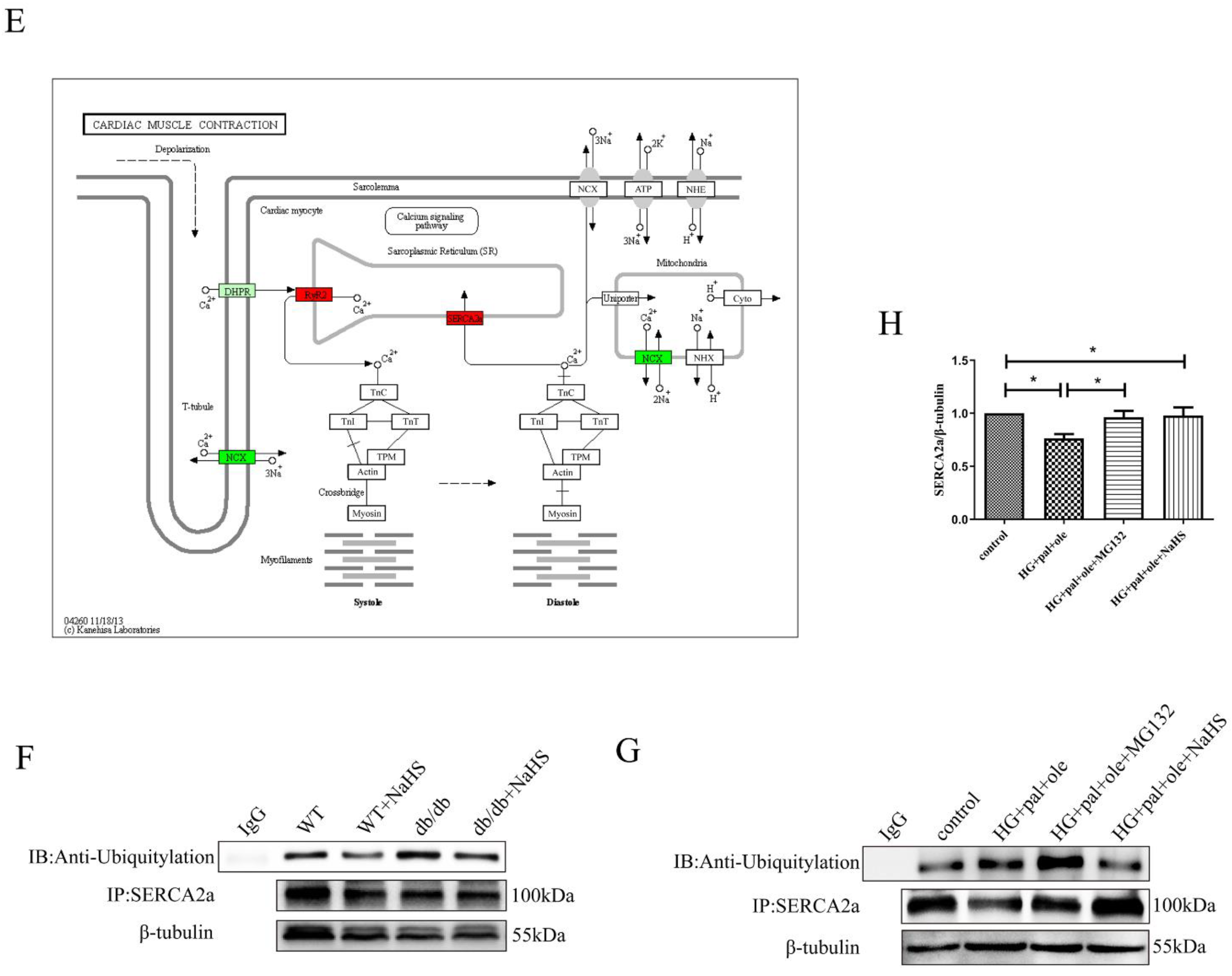 Cells 11 03465 g003b