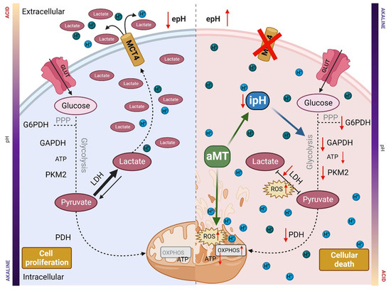 Melatonin Treatment Triggers Metabolic and Intracellular pH