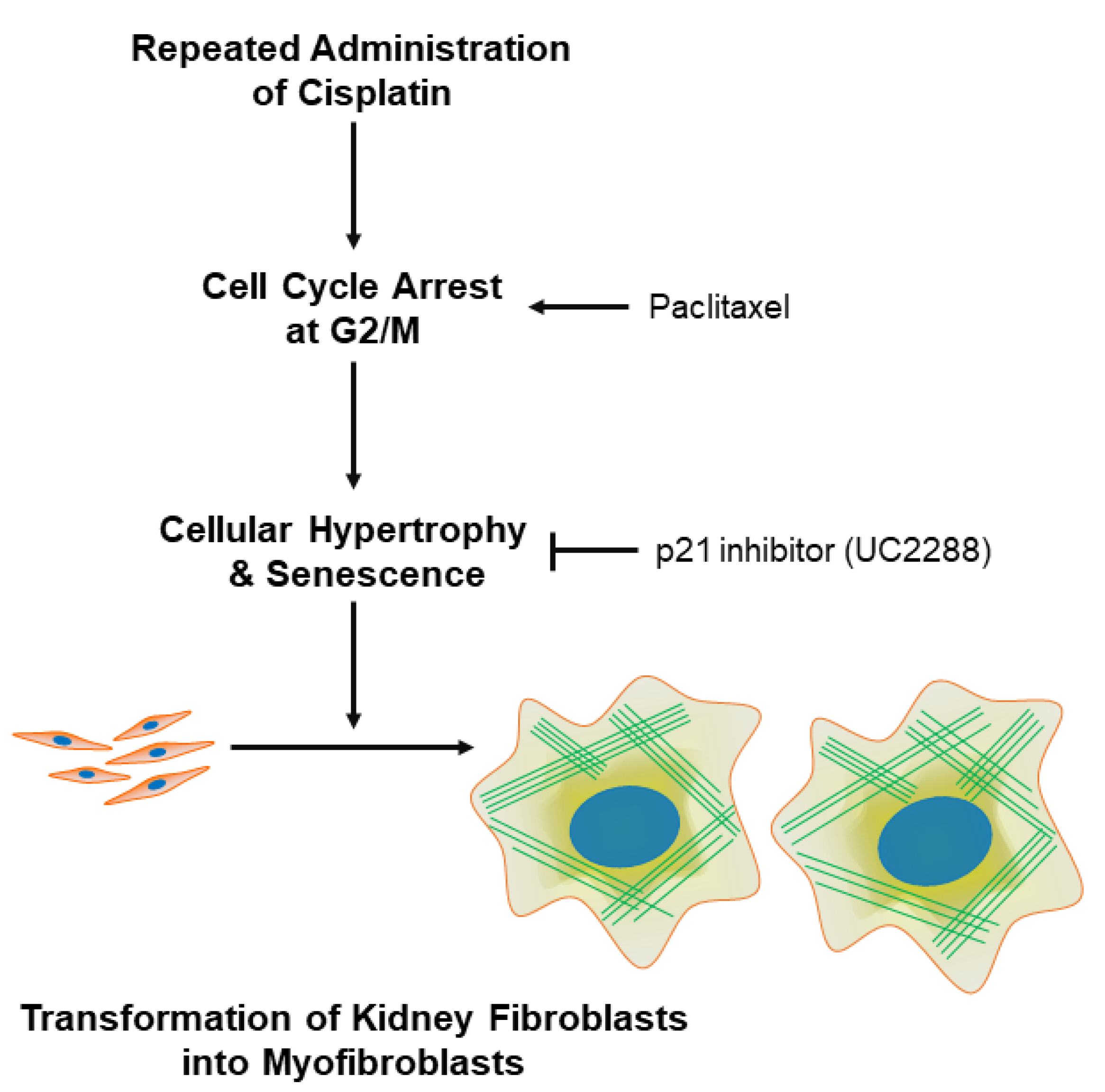 Cells 11 03472 g009 Cells 11 03472 g009