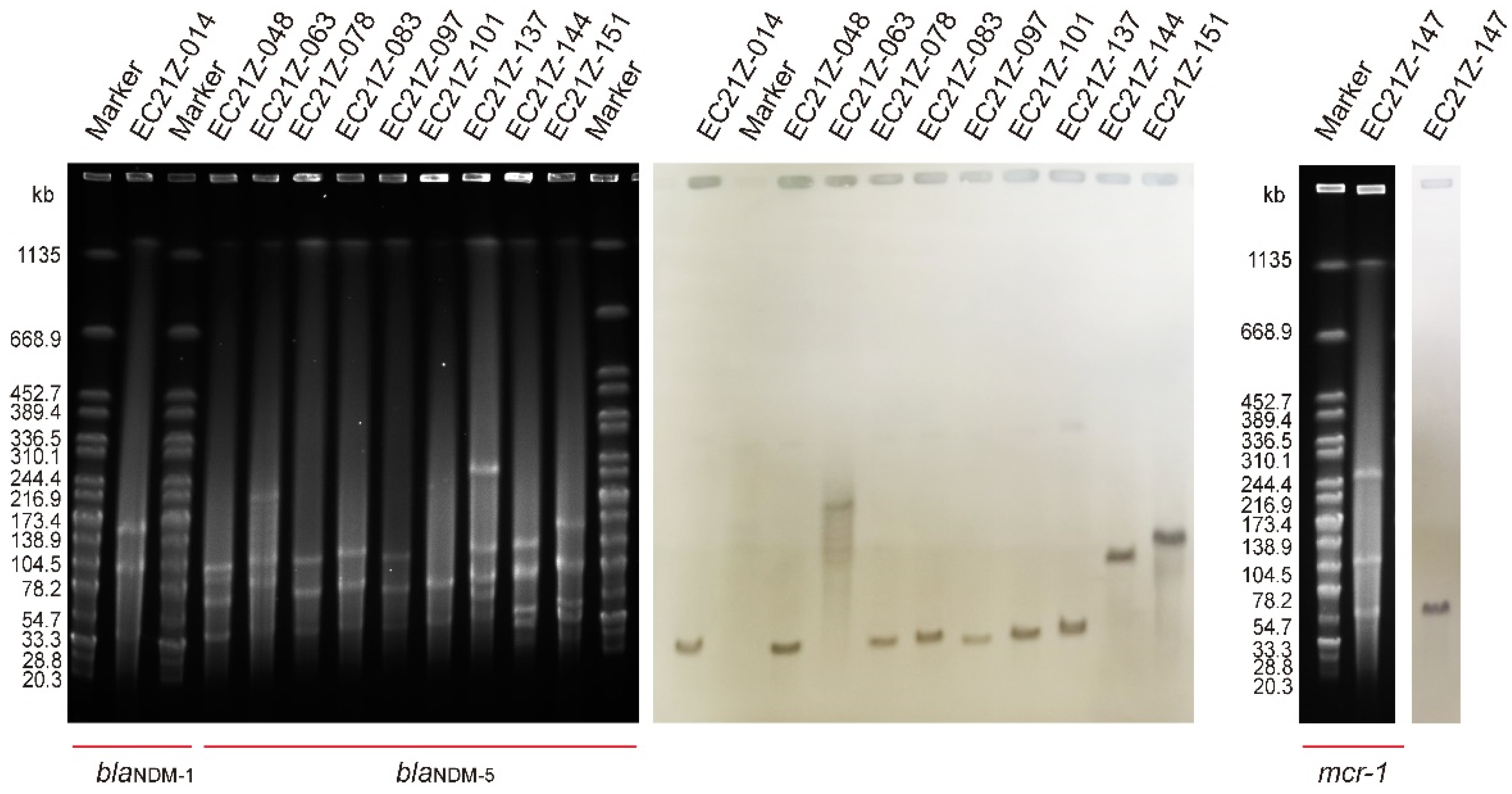 Genome Assessment of Carbapenem- and Colistin-Resistant