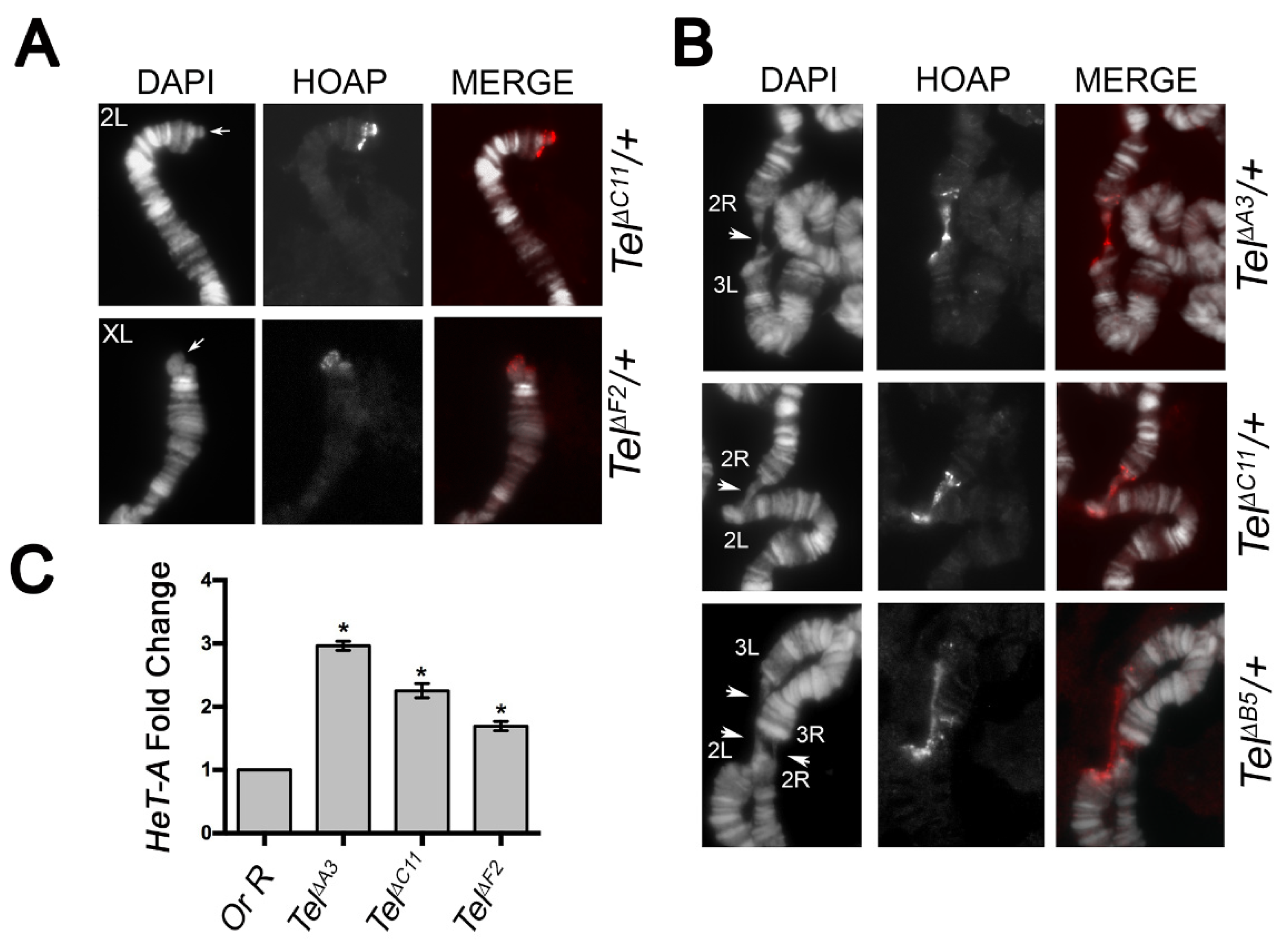 Cells 11 03484 g007 Cells 11 03484 g007