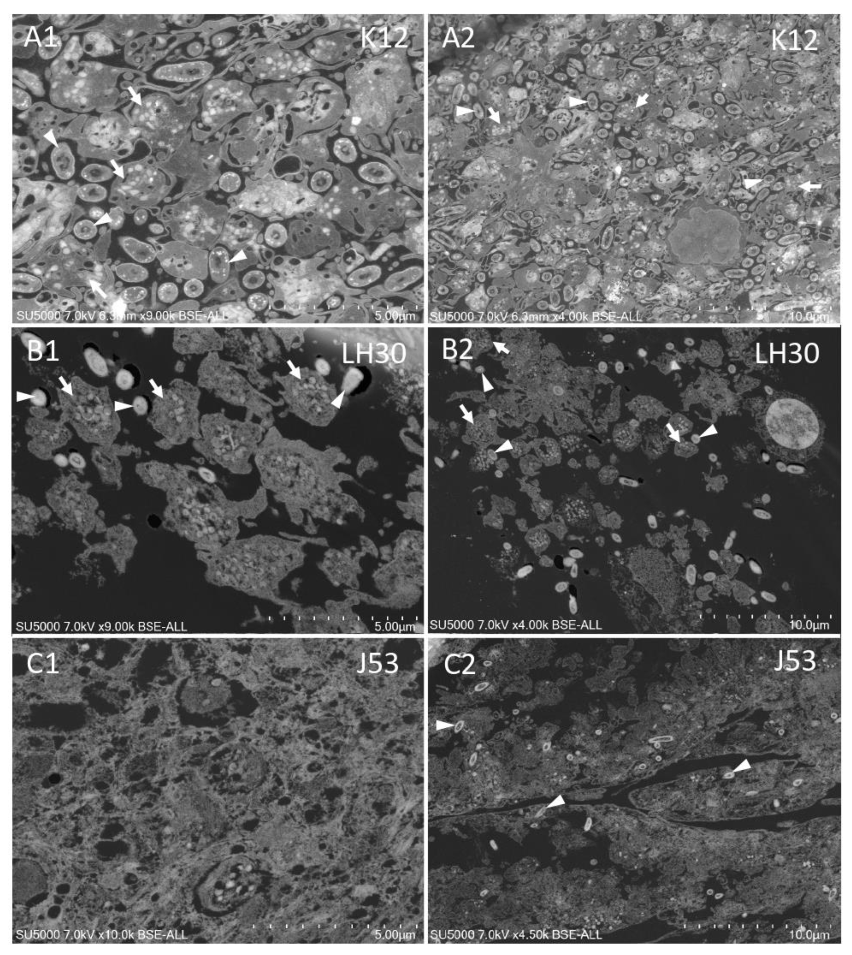 Cells 11 03495 g003 Cells 11 03495 g003
