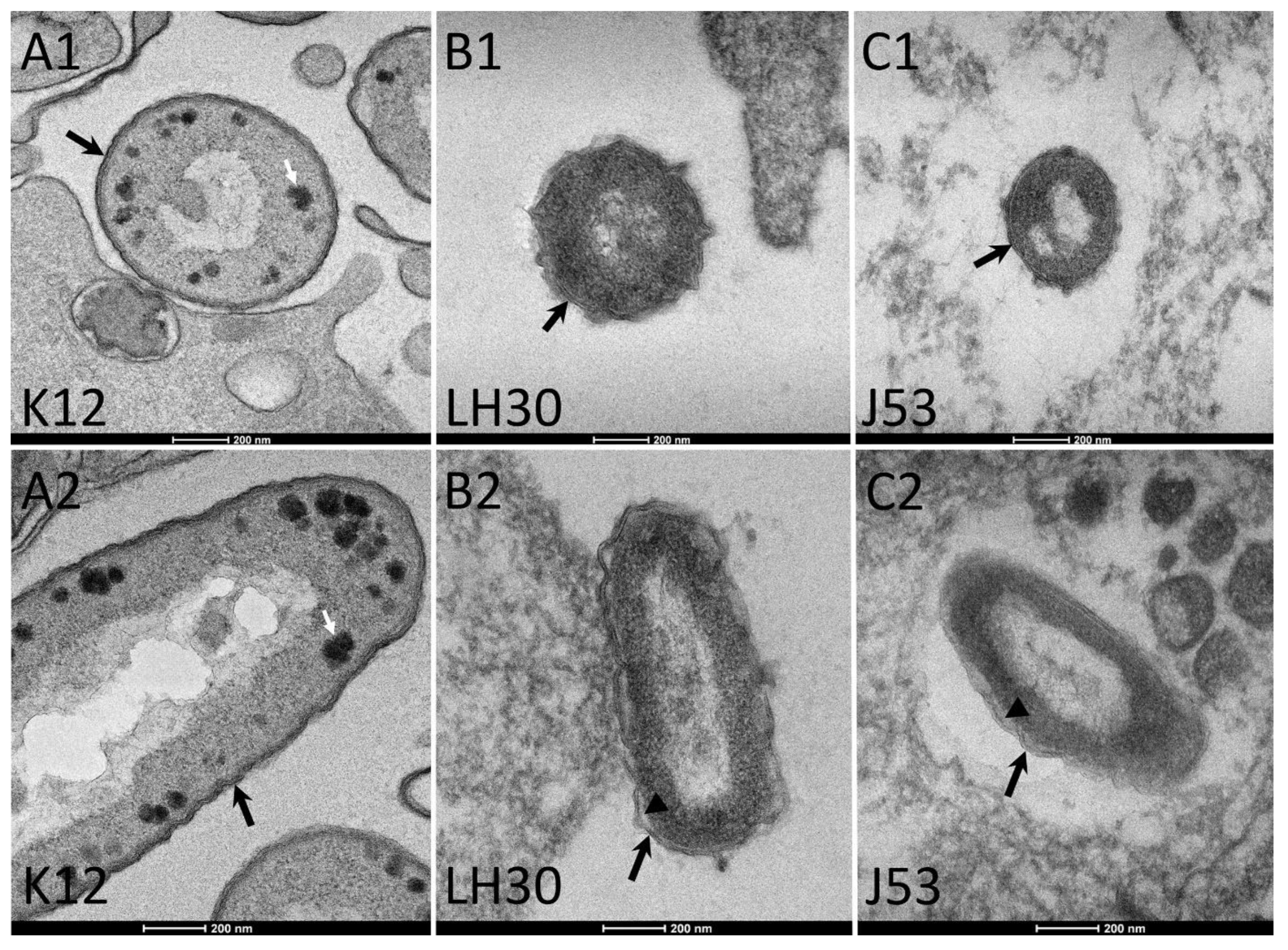 Cells 11 03495 g004 Cells 11 03495 g004