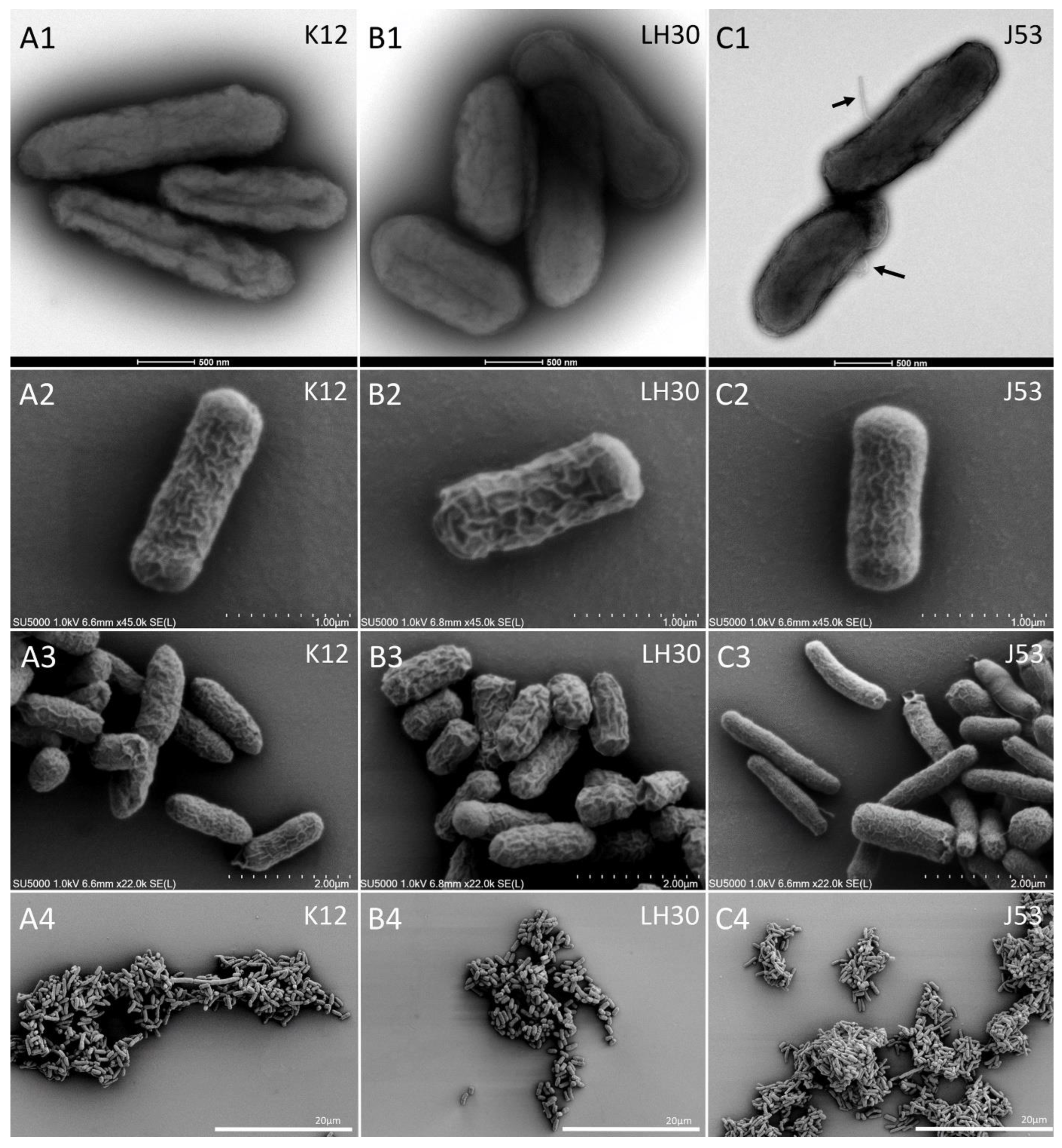 Cells 11 03495 g005 Cells 11 03495 g005