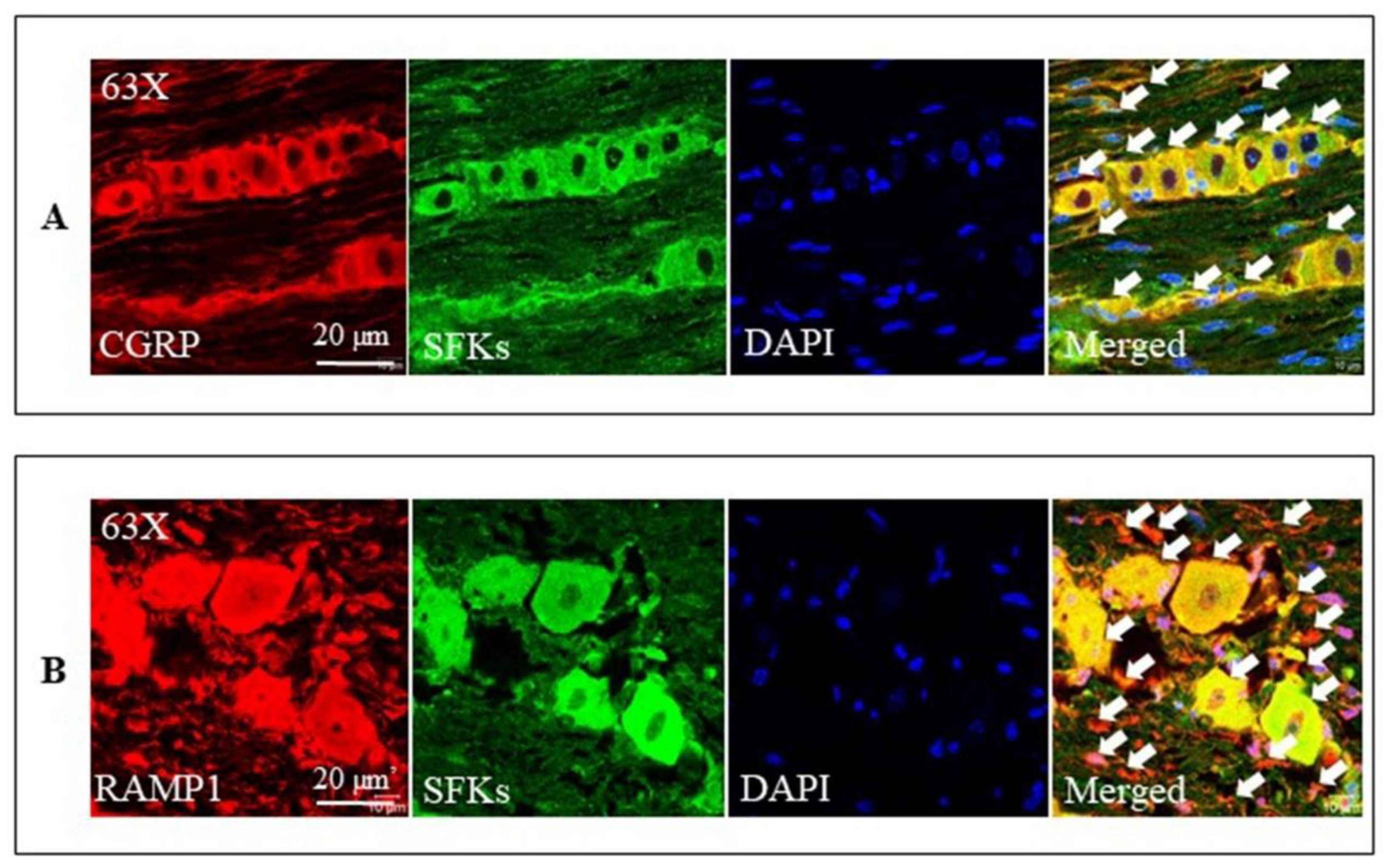 Cells 11 03498 g008 Cells 11 03498 g008