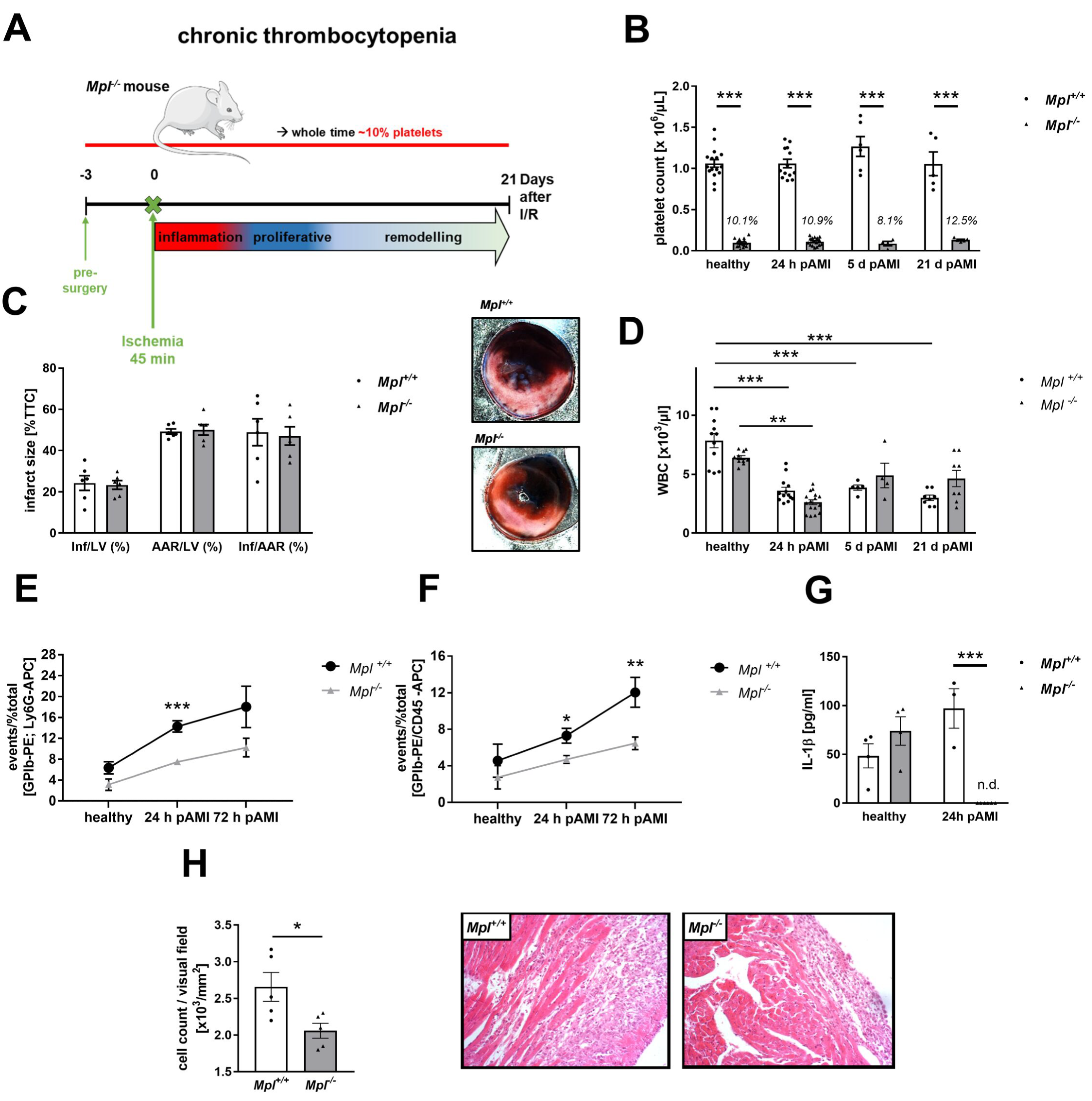 Cells 11 03500 g006 Cells 11 03500 g006