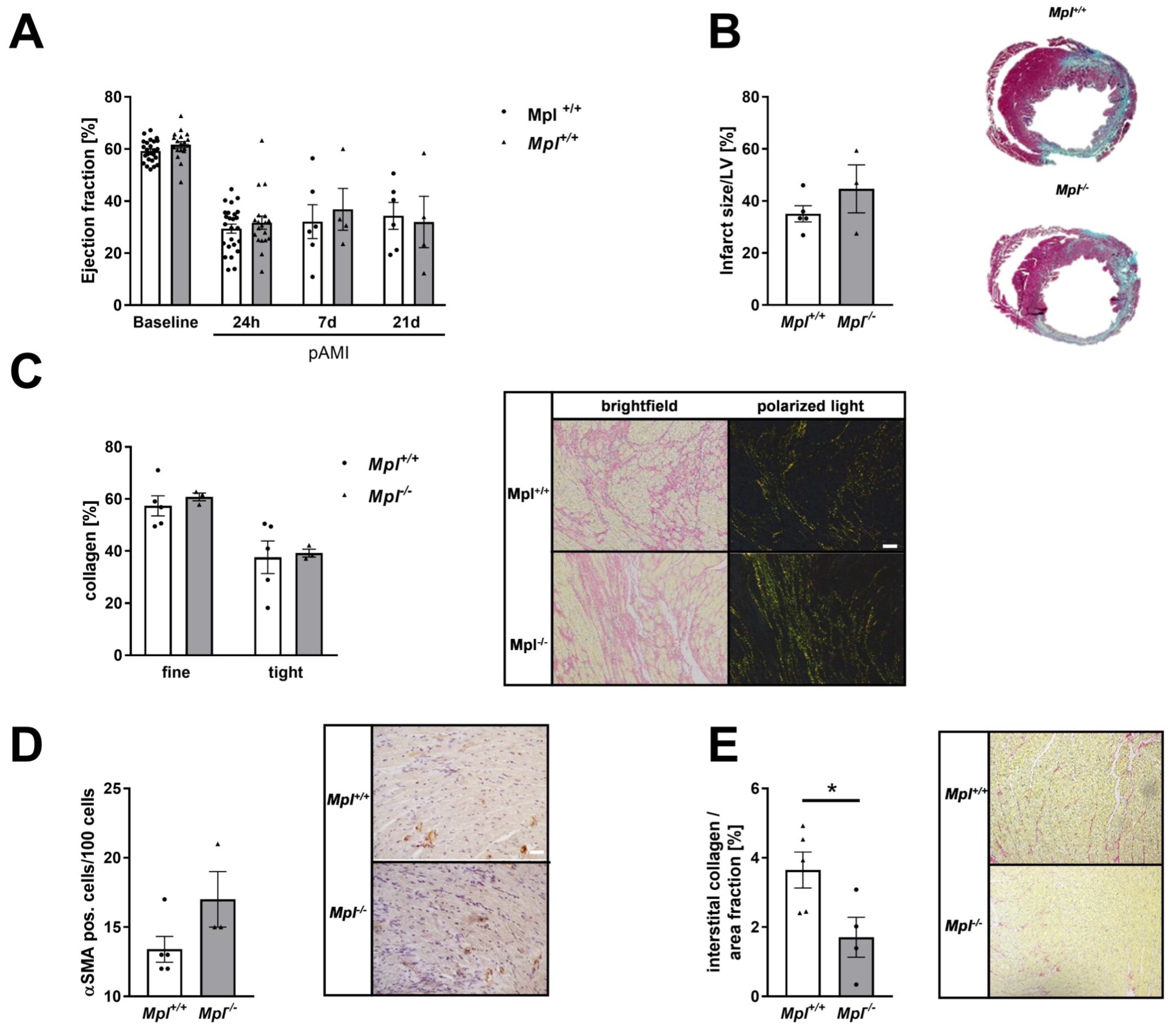 Cells 11 03500 g007 Cells 11 03500 g007