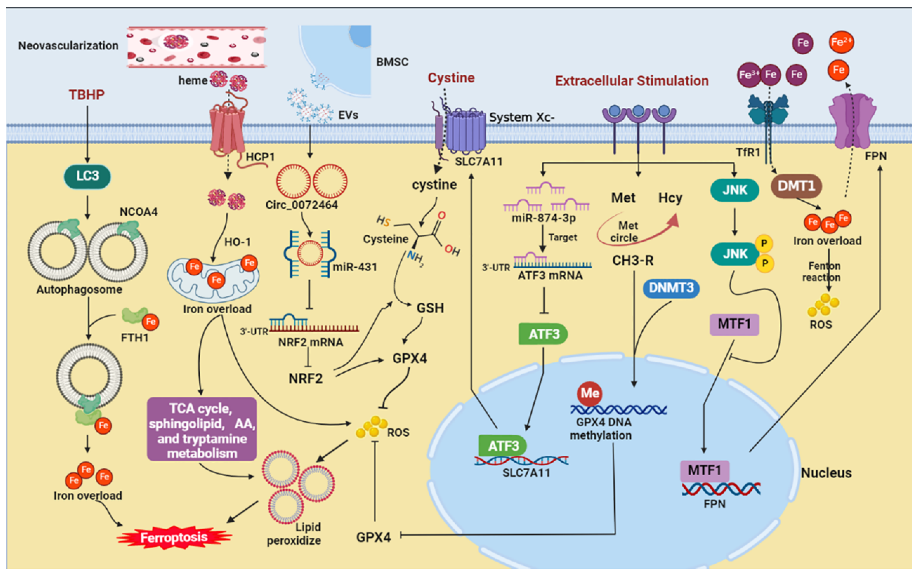 Cells 11 03508 g001 Cells 11 03508 g001