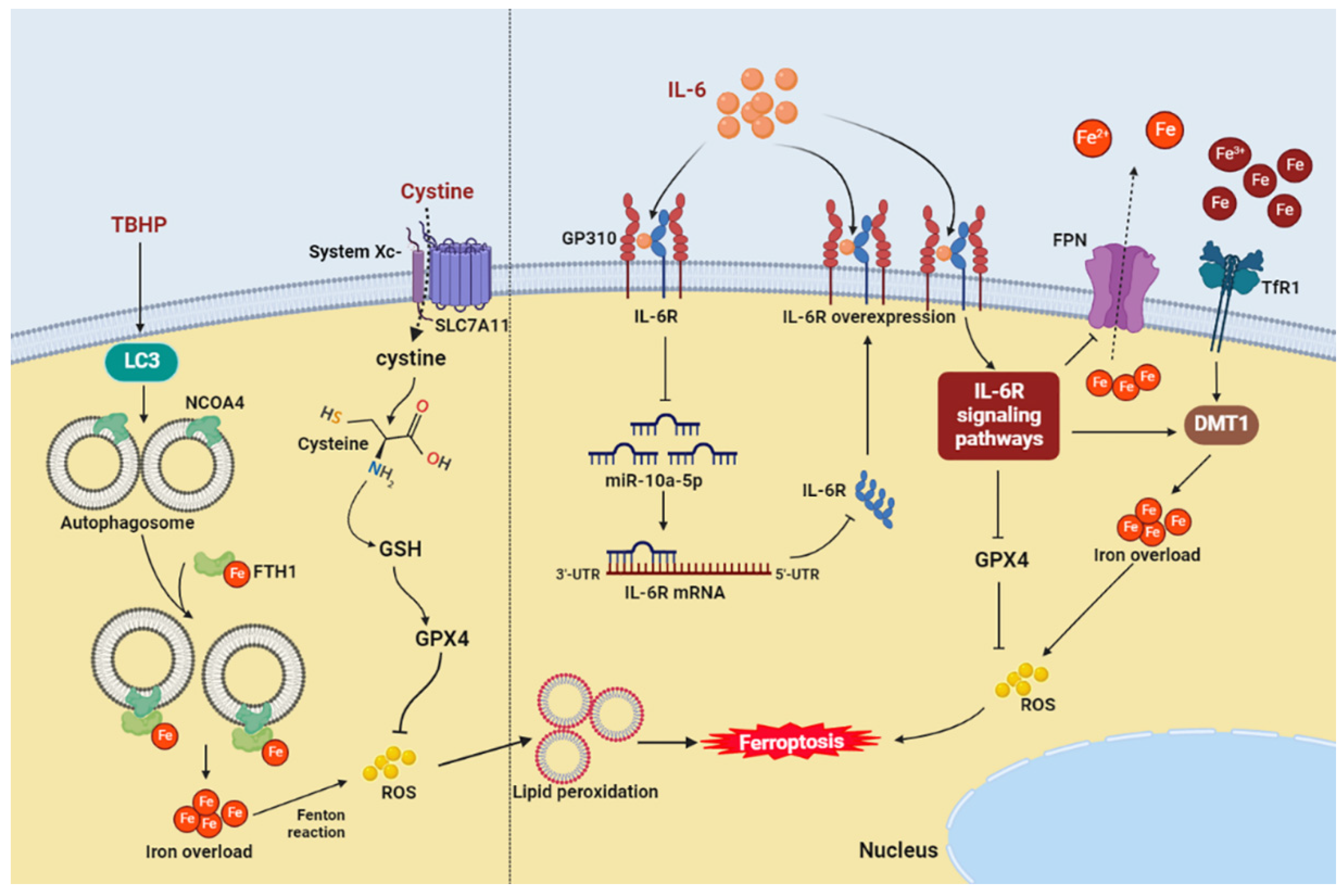 Cells 11 03508 g002 Cells 11 03508 g002
