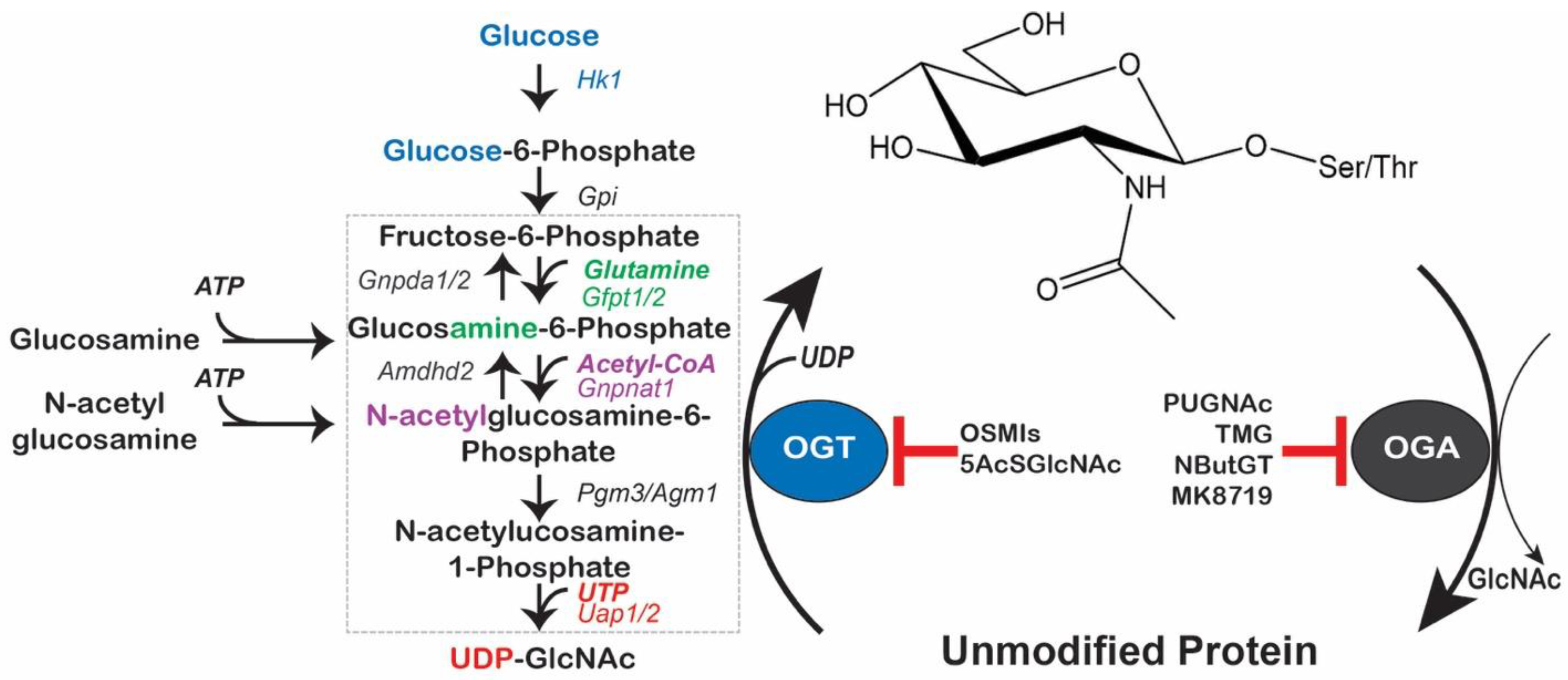 Cells 11 03509 g001 Cells 11 03509 g001