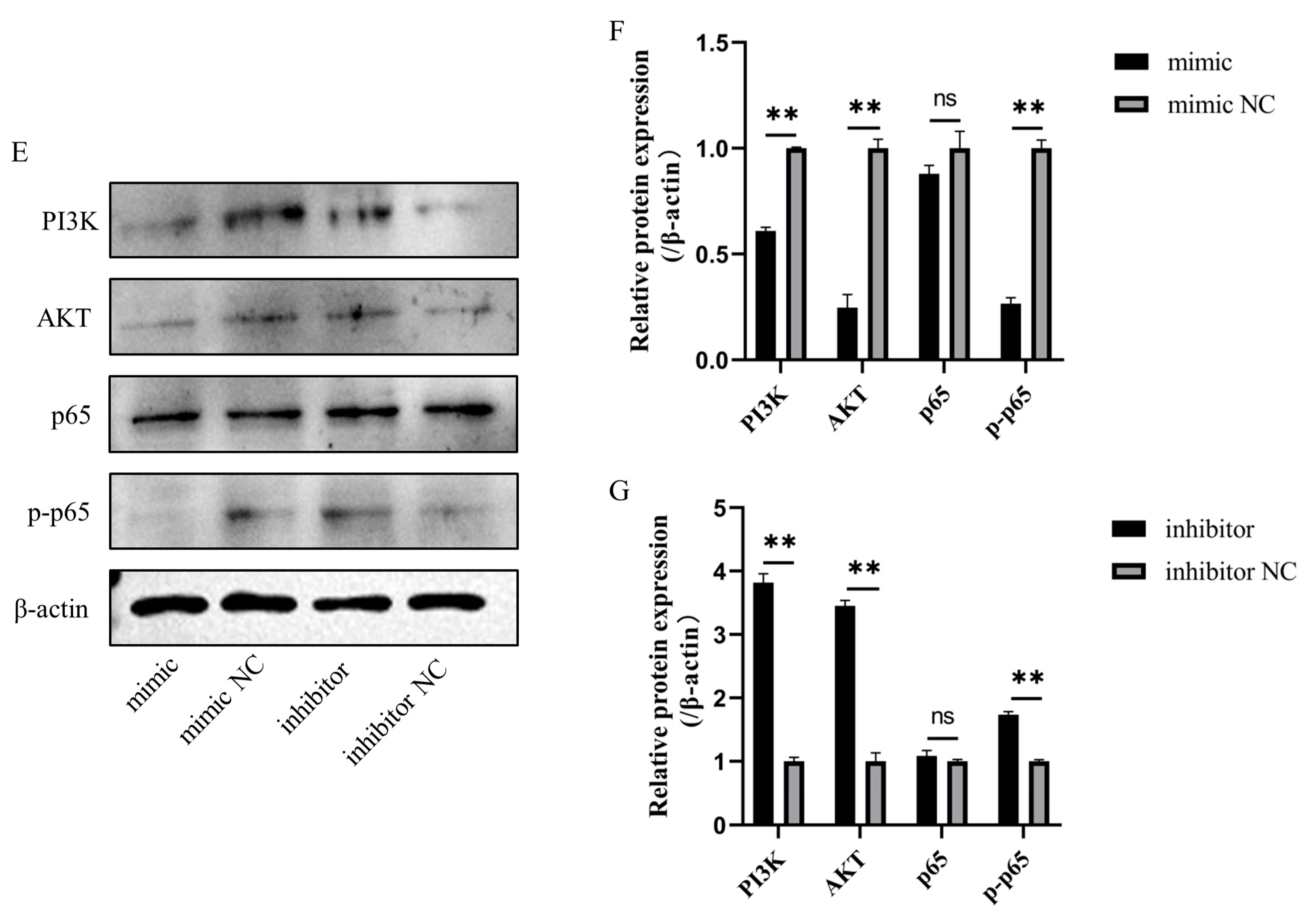 Cells 11 03518 g009b Cells 11 03518 g009b