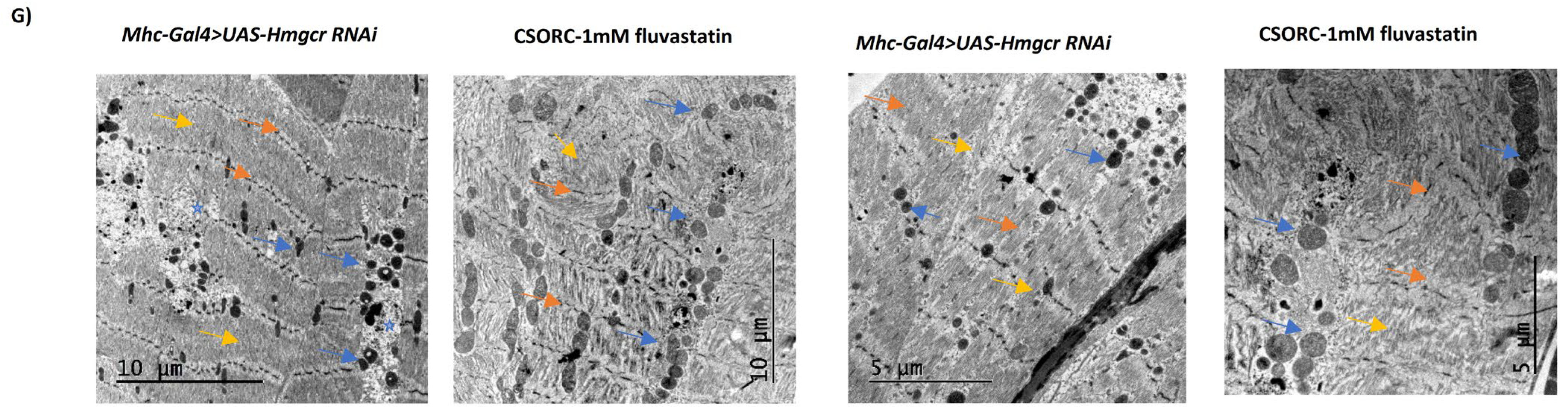Cells 11 03528 g004b